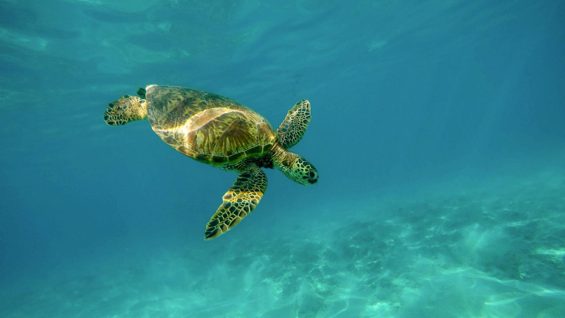 动物 大海 海龟