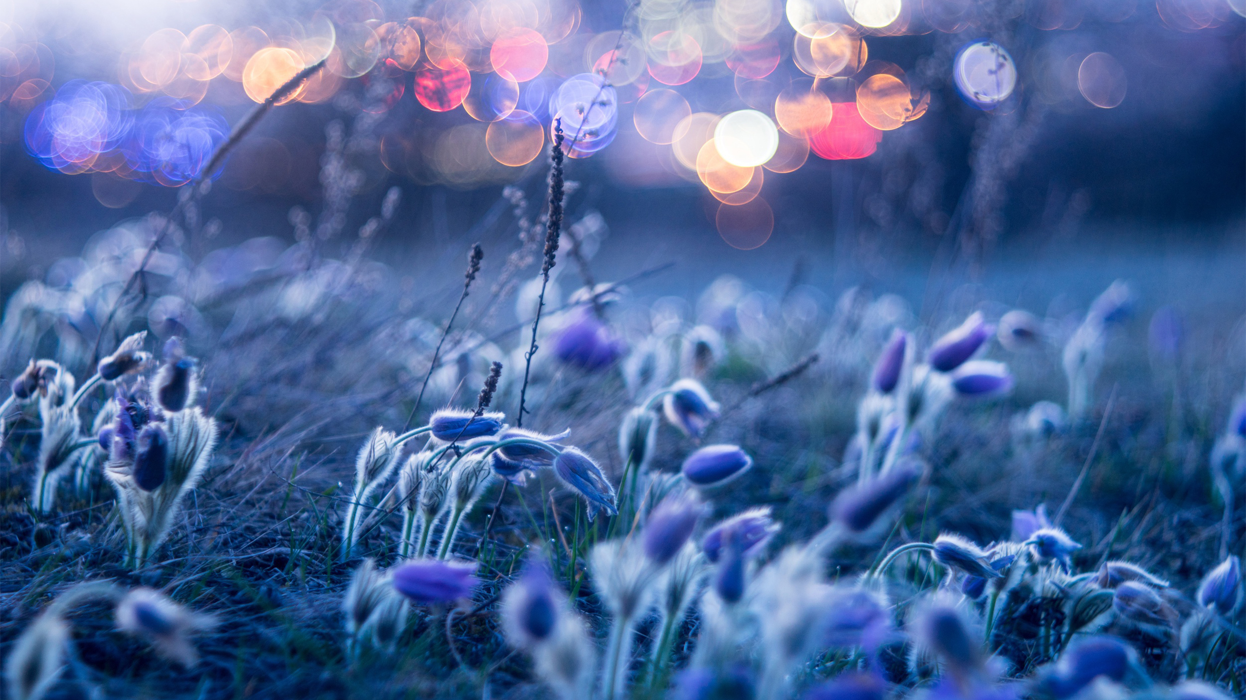 娇艳欲滴 蓝色 梦幻