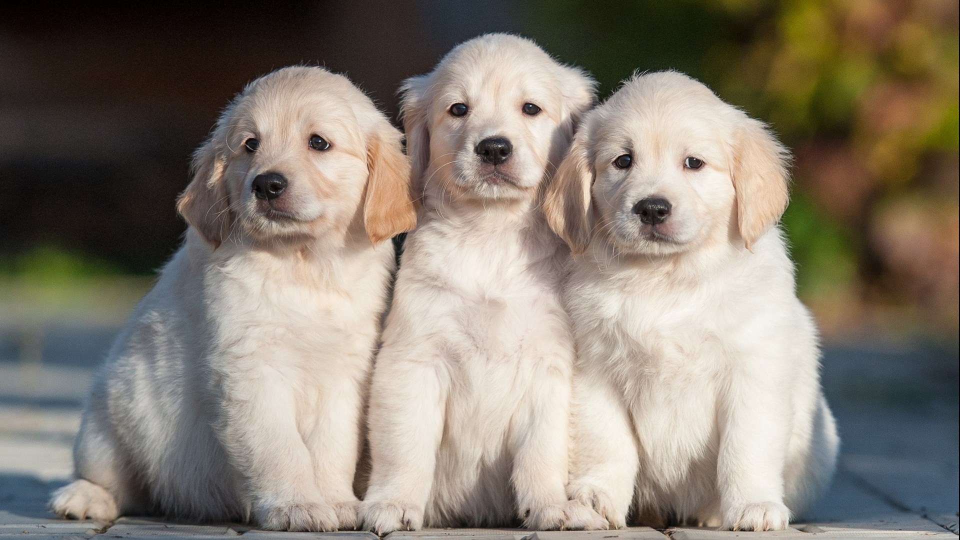 萌宠动物 汪星人 软萌