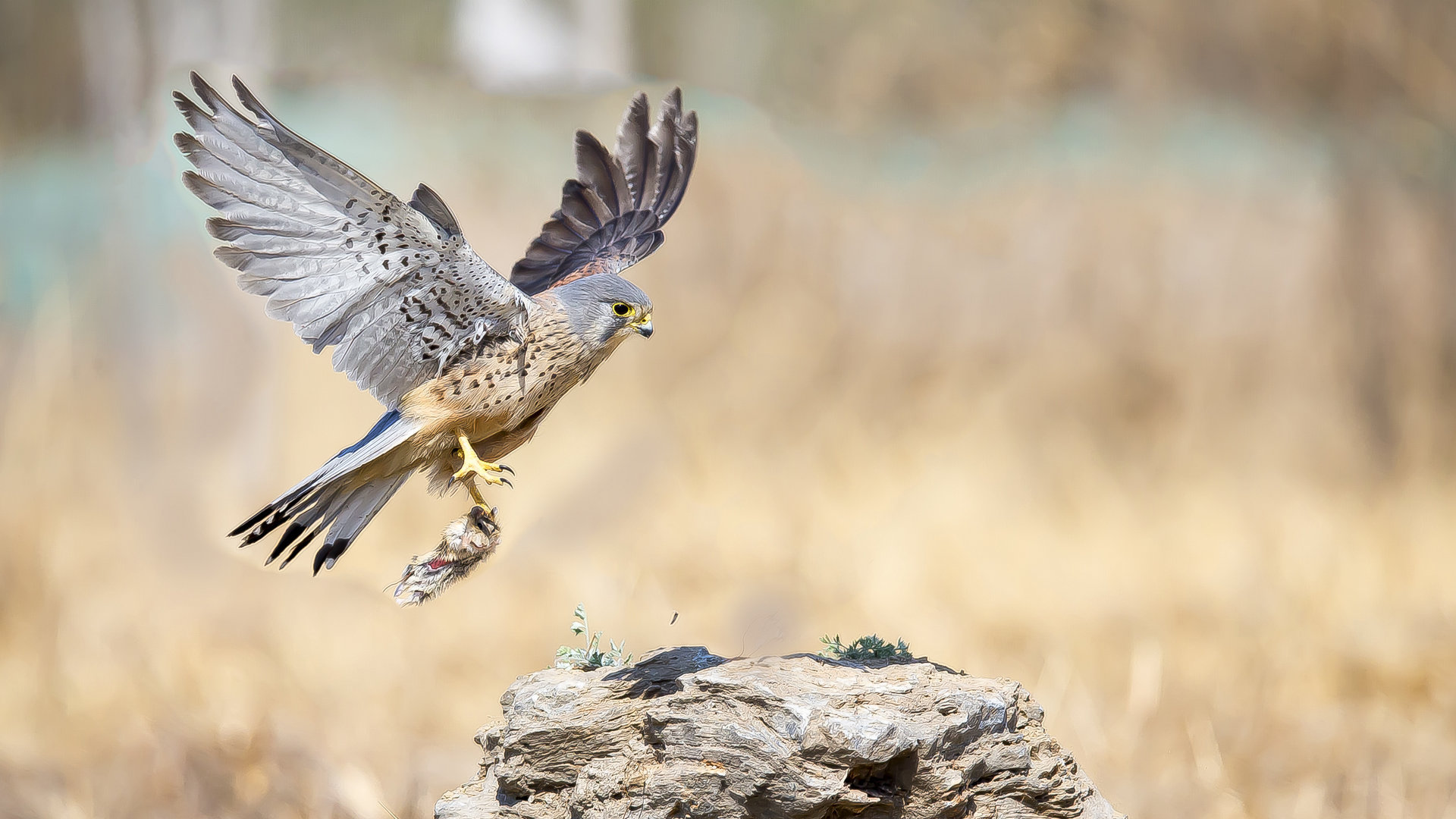 动物 飞禽 红隼