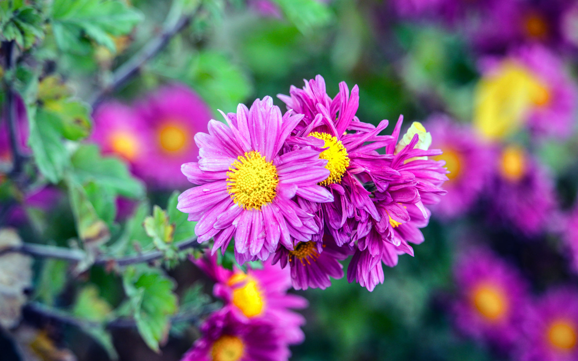 舒缓压力  娇艳花朵  植物