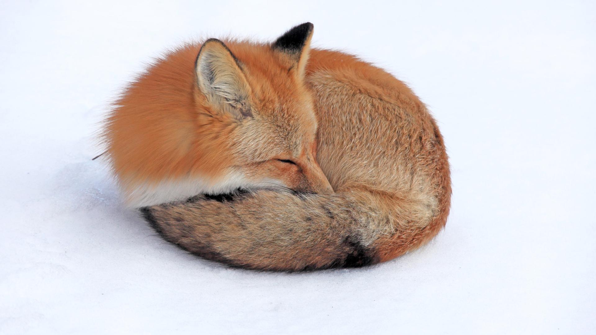 萌宠 狐狸 睡觉的小狐狸 可爱