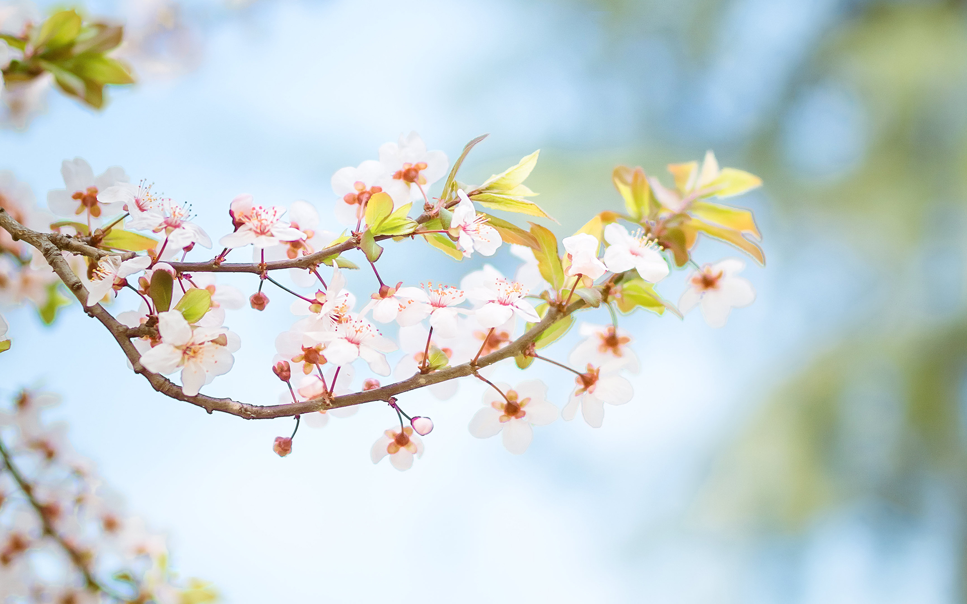 小清新 樱花  花卉 植物 清新淡雅