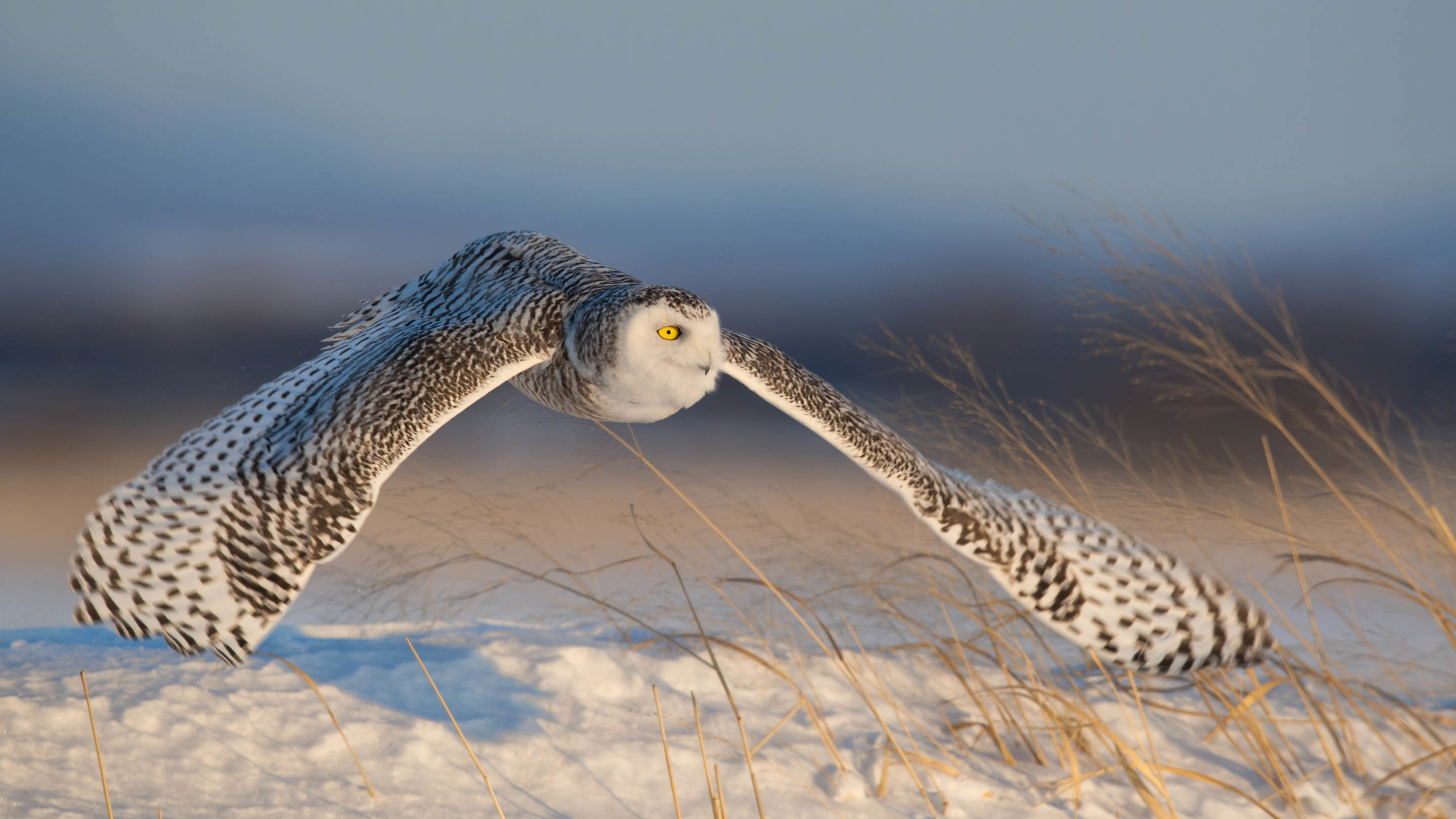 小鸟天地 老鹰 翱翔