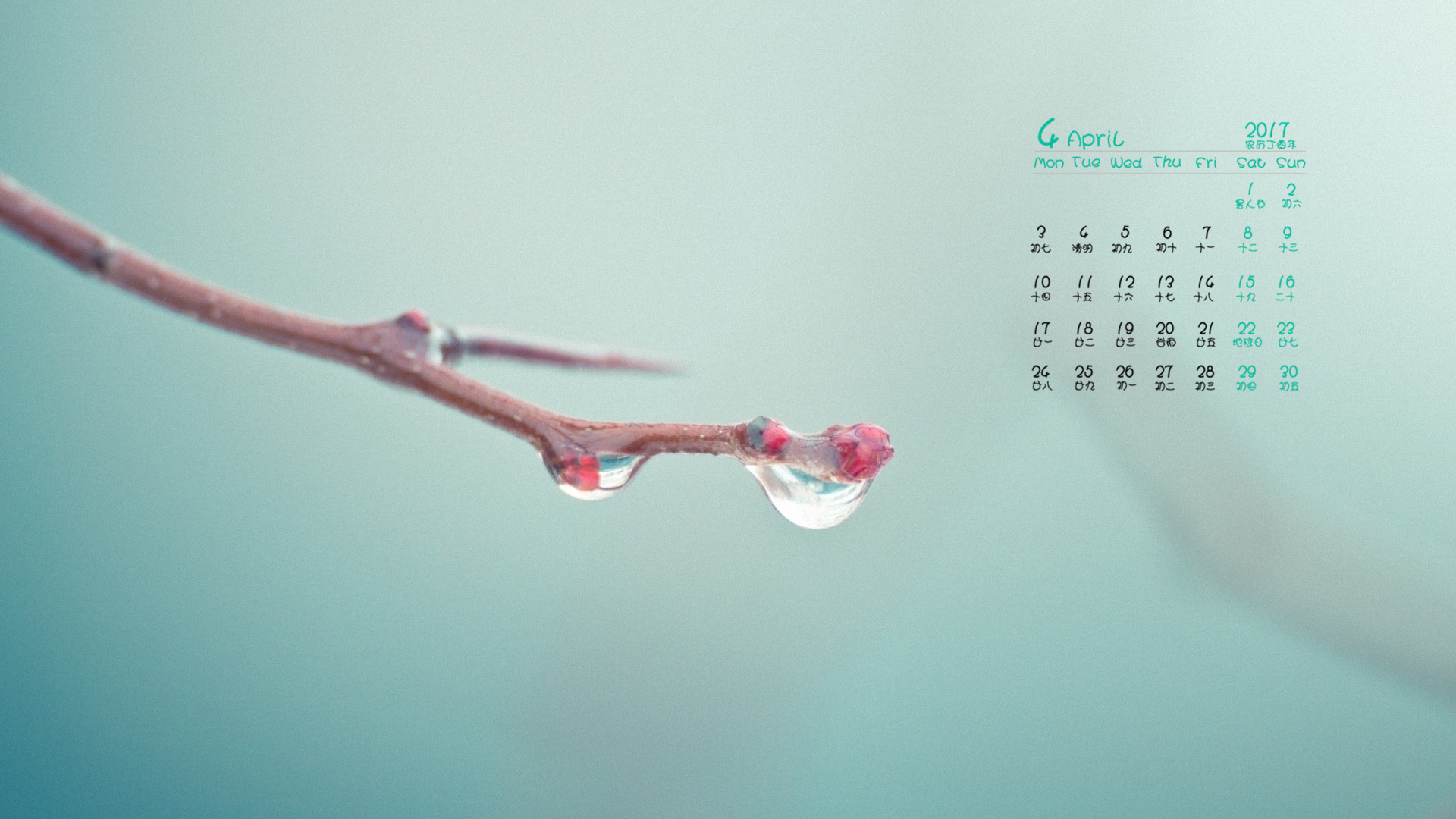 2017年4月 树枝 水滴