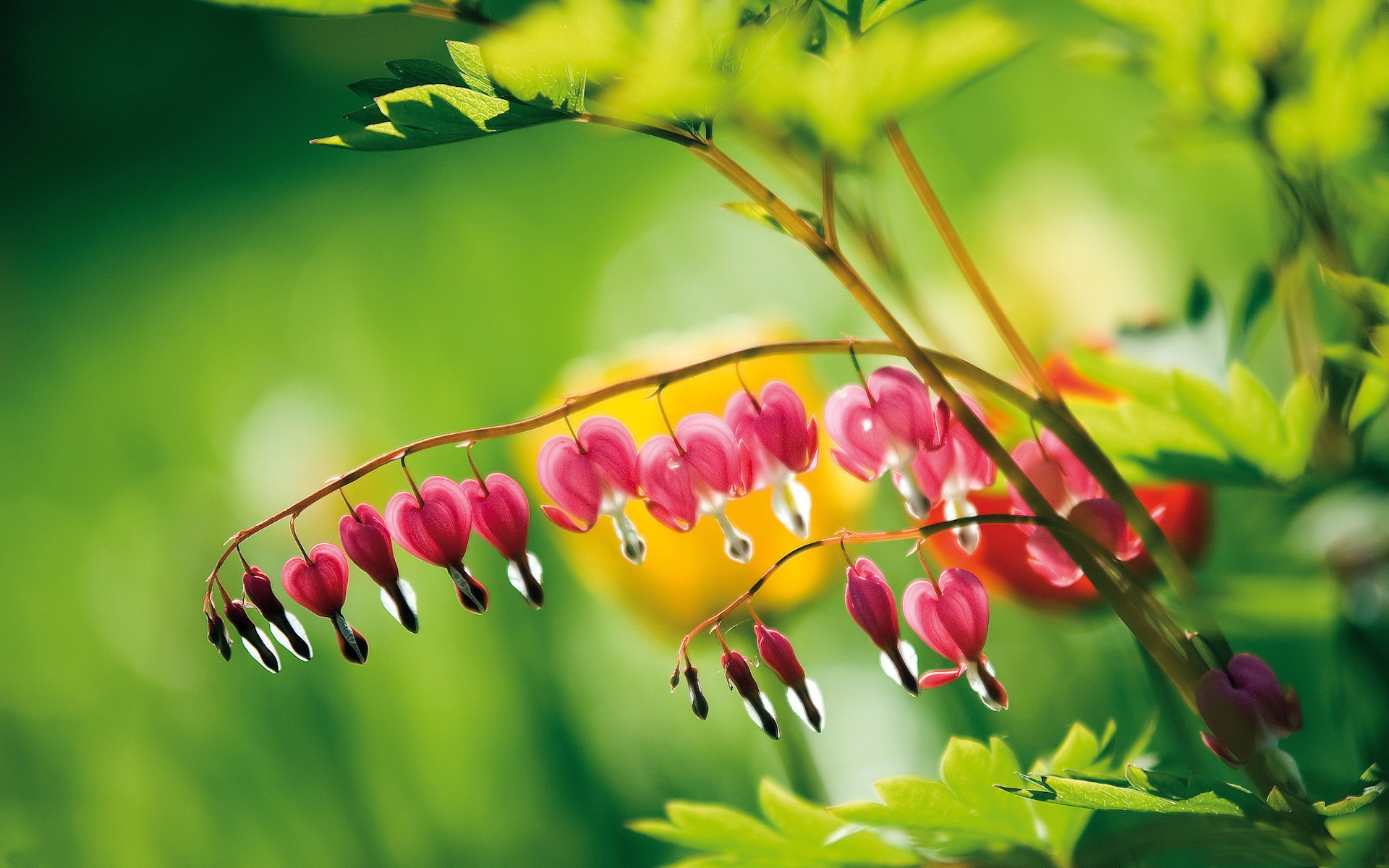 小清新 清新护眼 可爱 宽屏