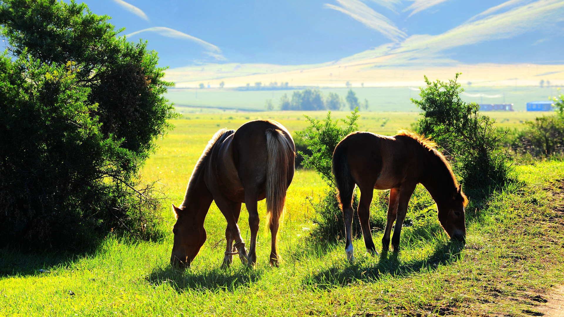 萌宠 骏马 自由自在 阳光明媚 宽屏