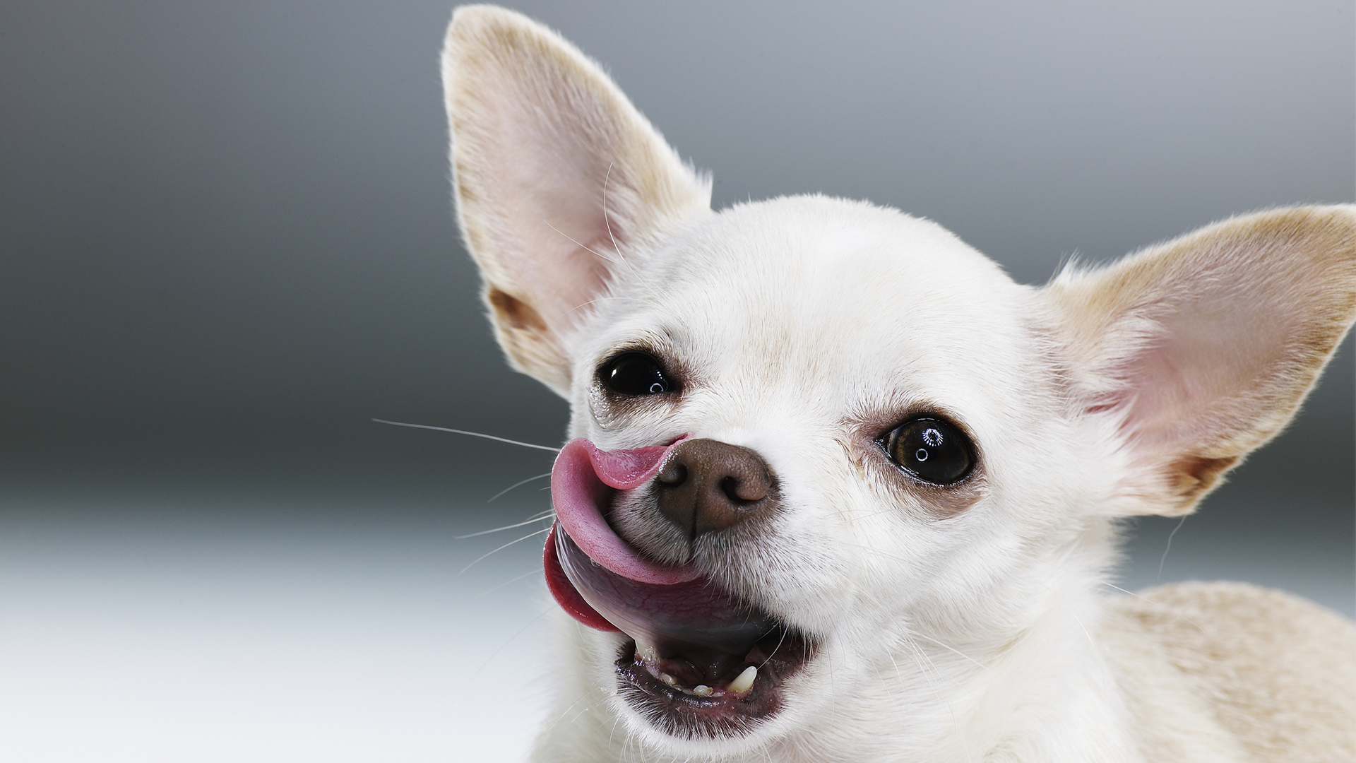 萌宠动物 汪星人