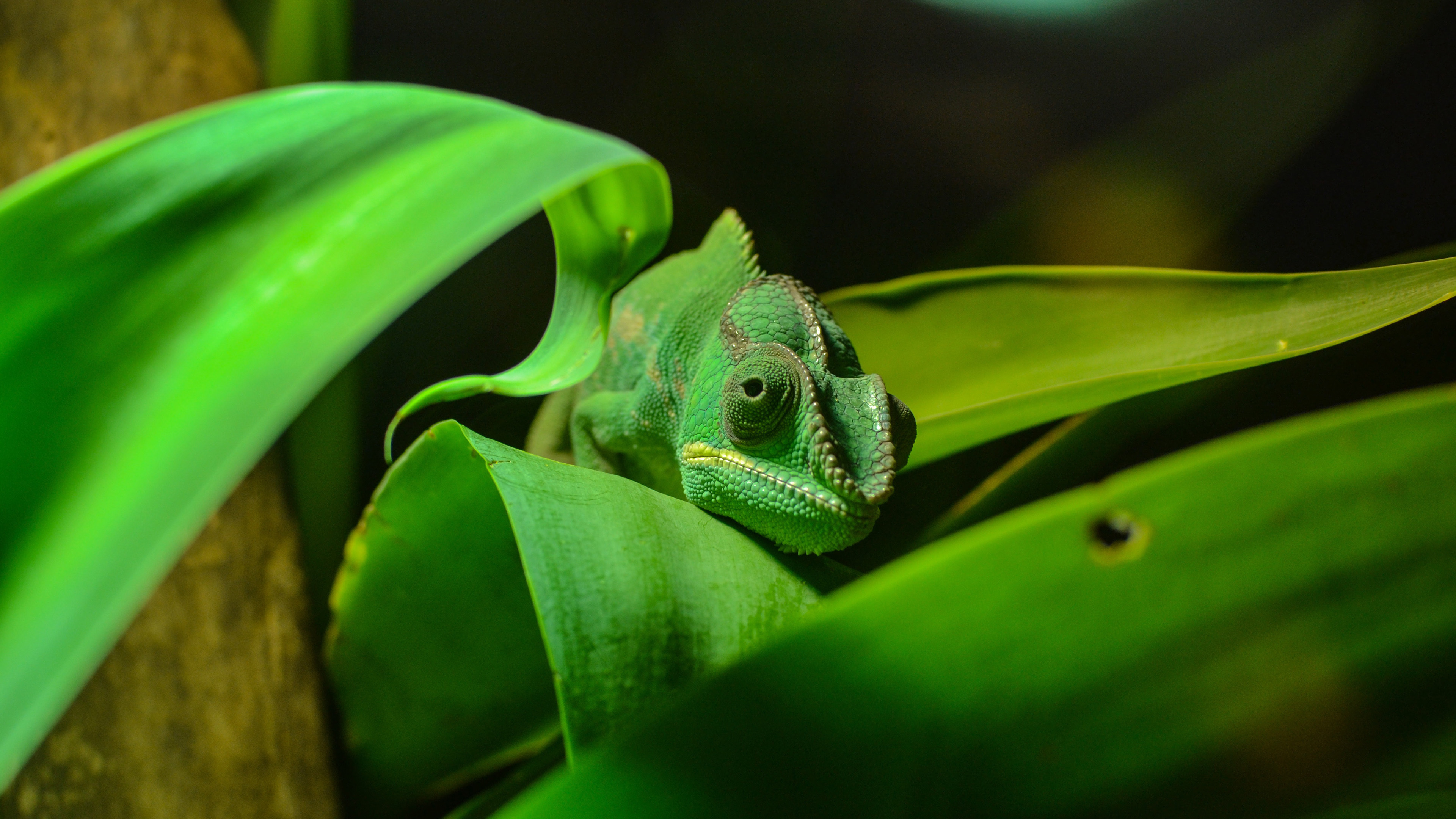 动物 野生动物 变色龙 蜥蜴 4k