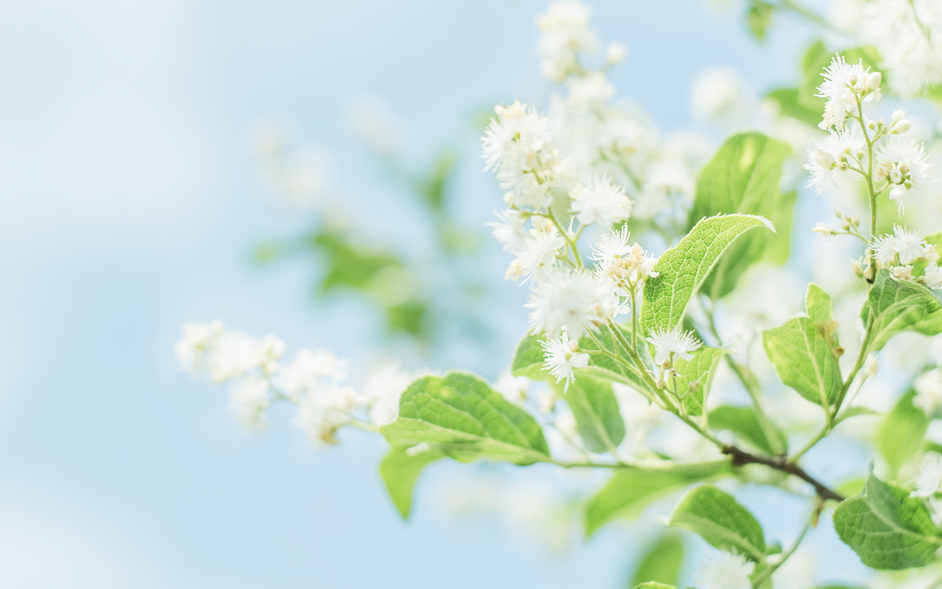 小清新 护眼壁纸 绿叶