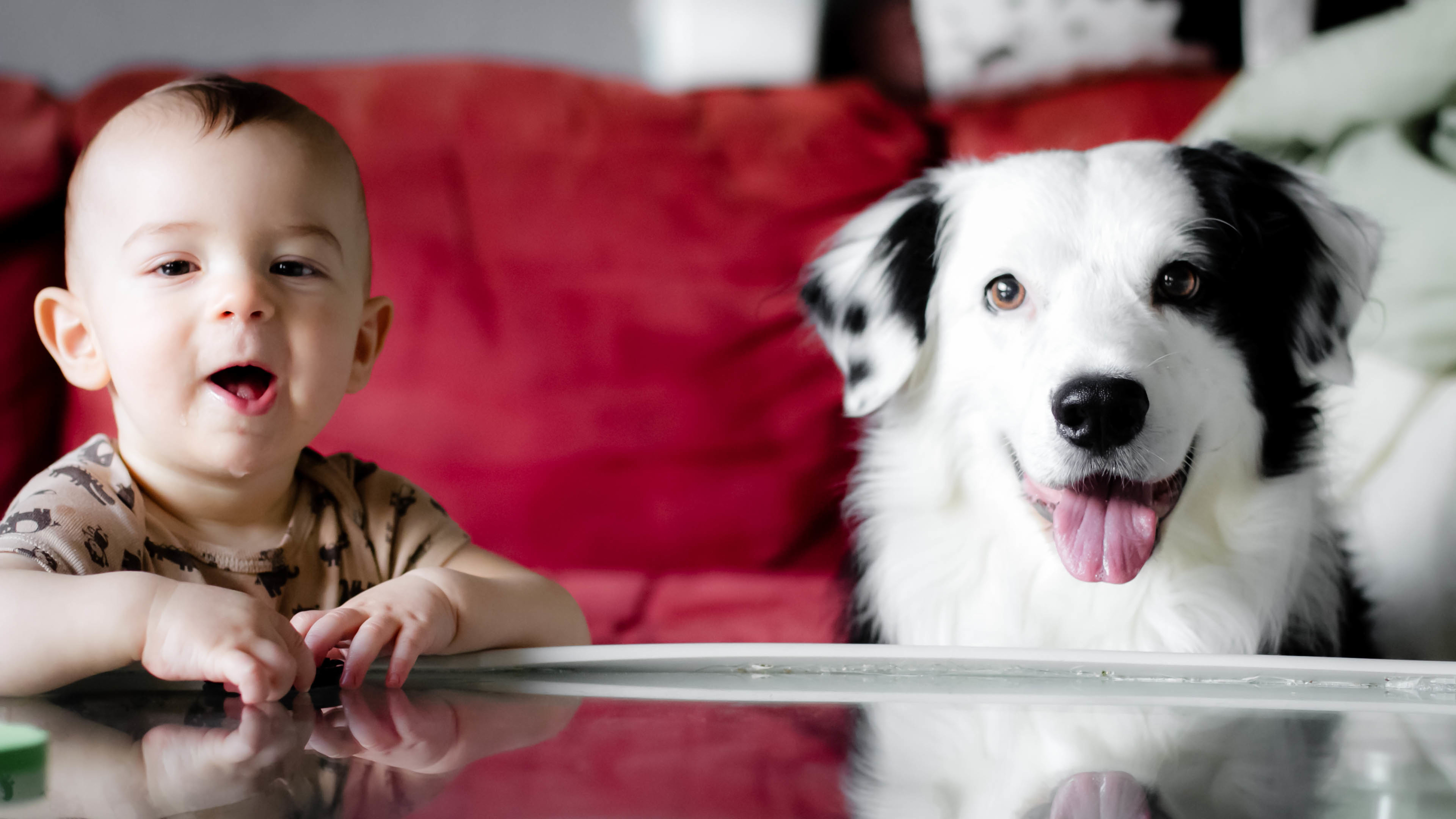 宝贝 汪星人 狗