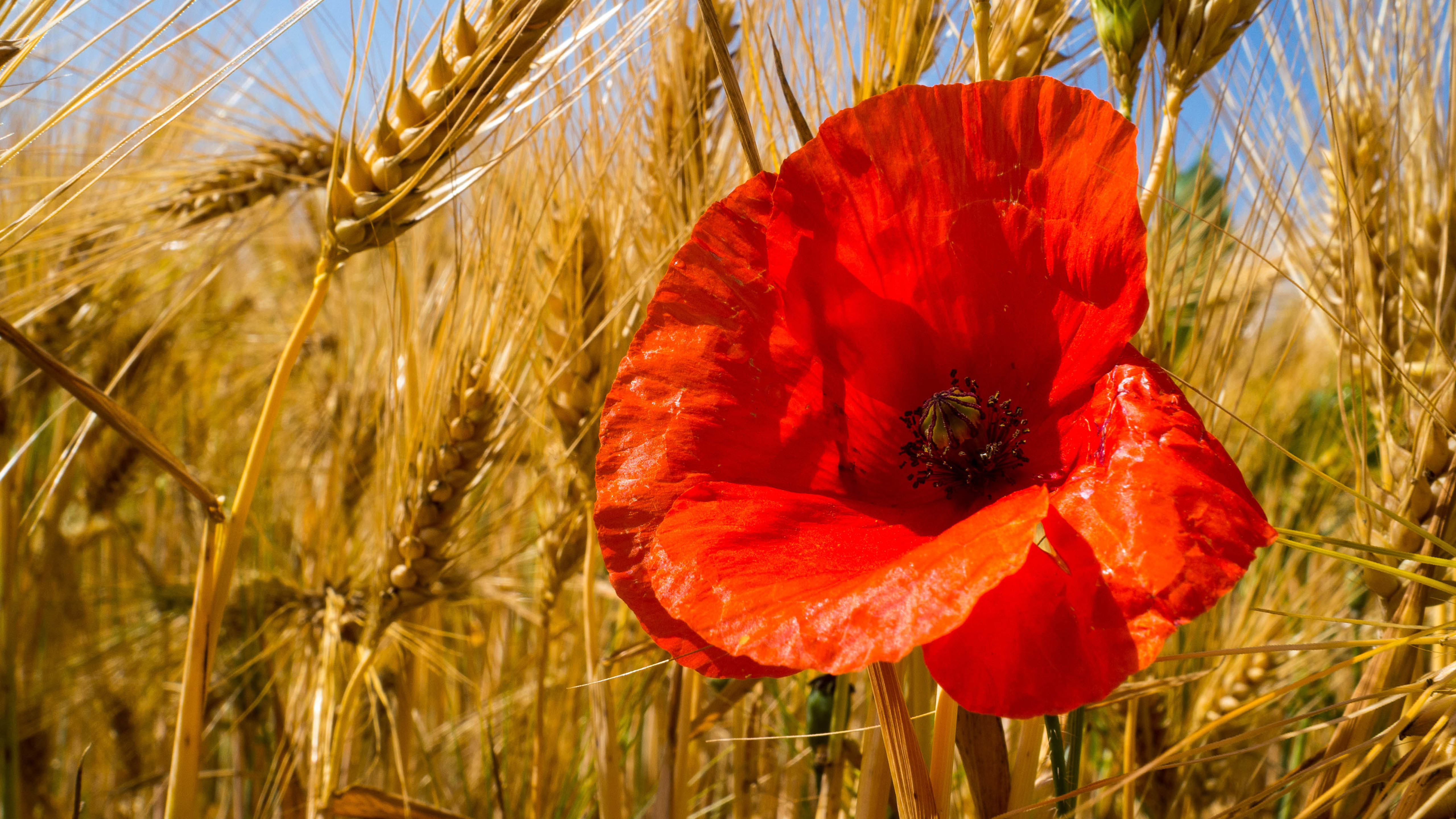 麦田中的虞美人