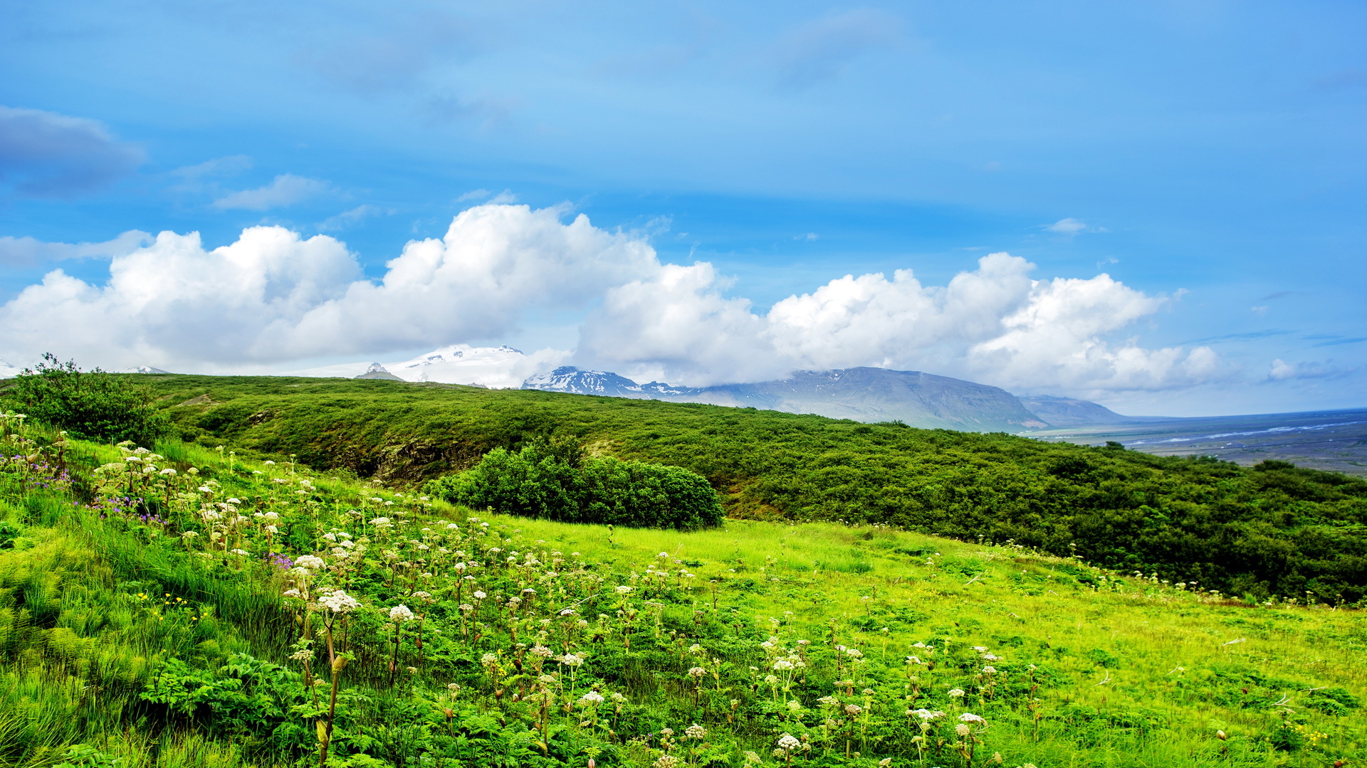 风景 草地 养眼
