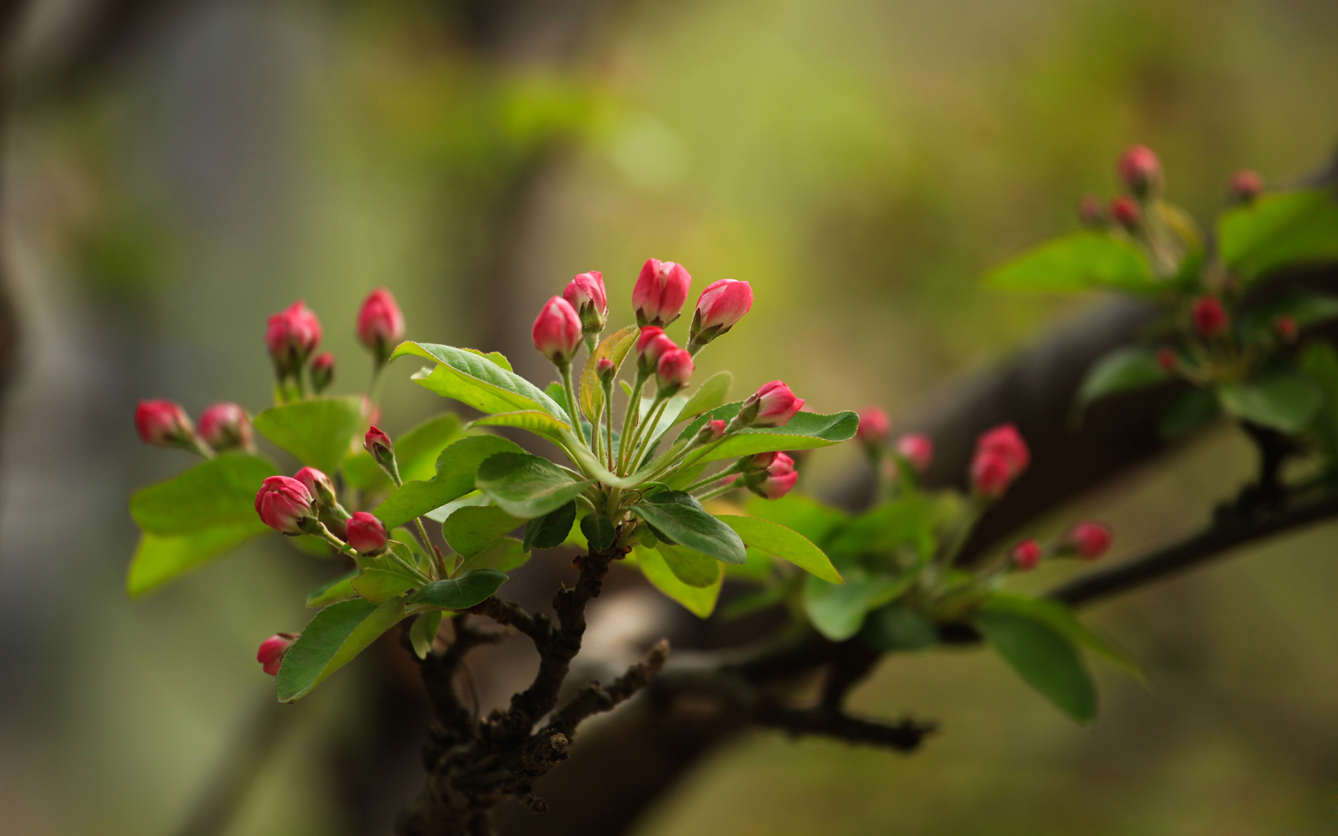 小清新 鸟语花香