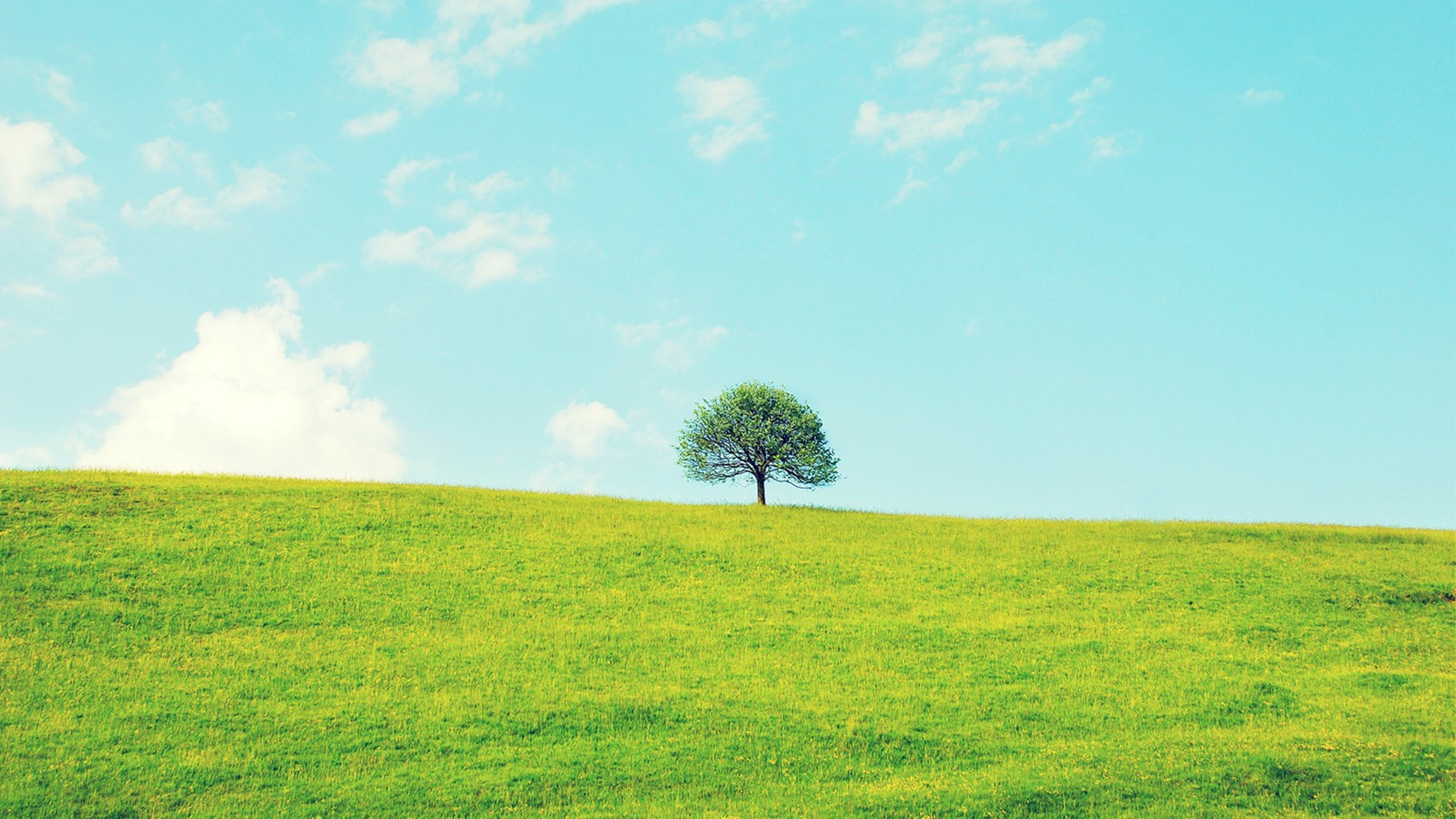 小清新  淡雅  清新 春意  护眼