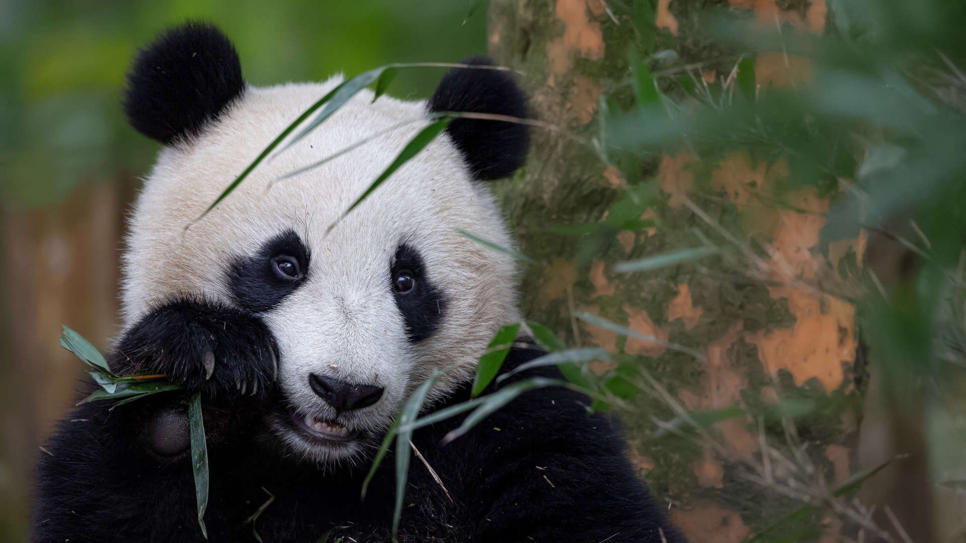 野生动物 熊猫 国宝