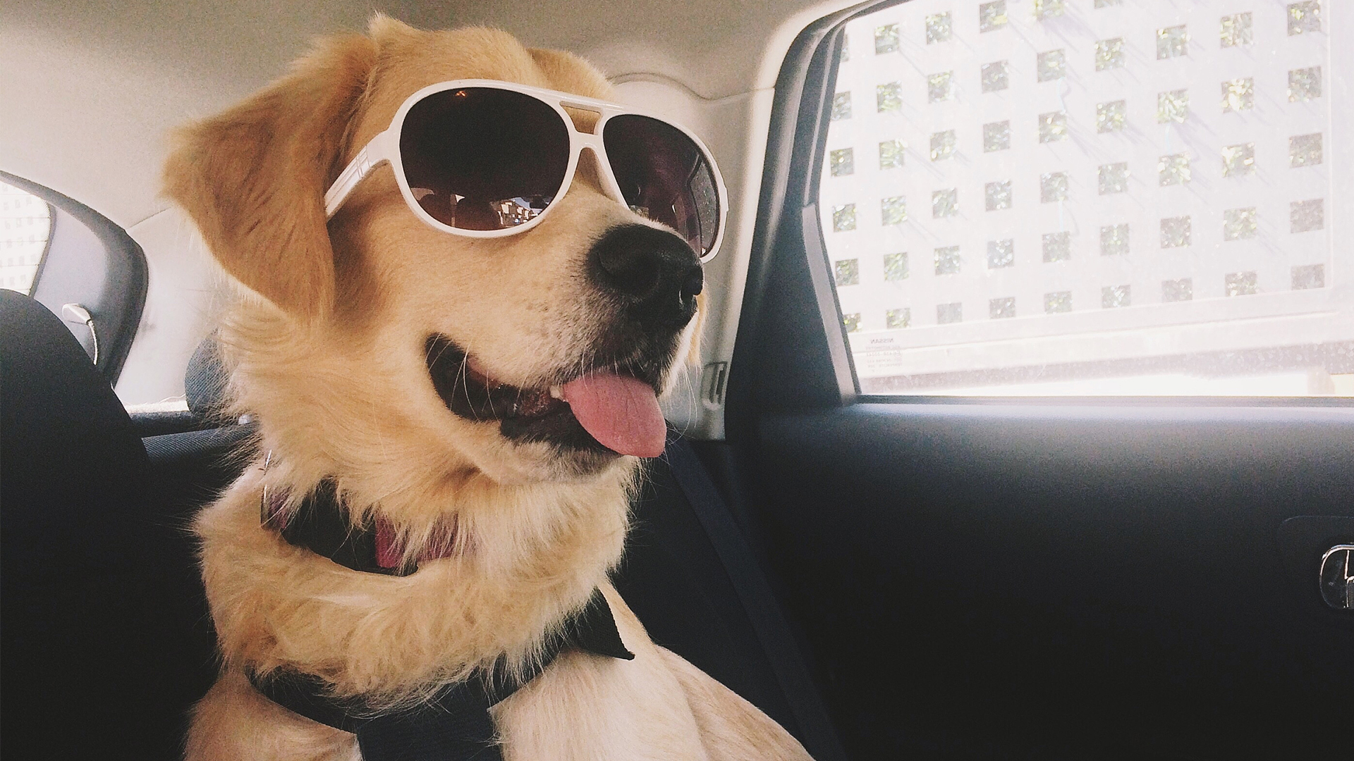 萌宠动物 汪星人