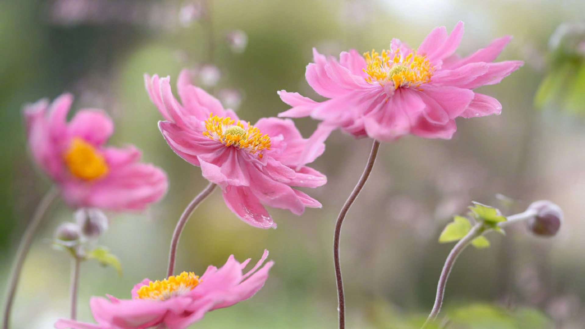 小清新 娇艳欲滴 花