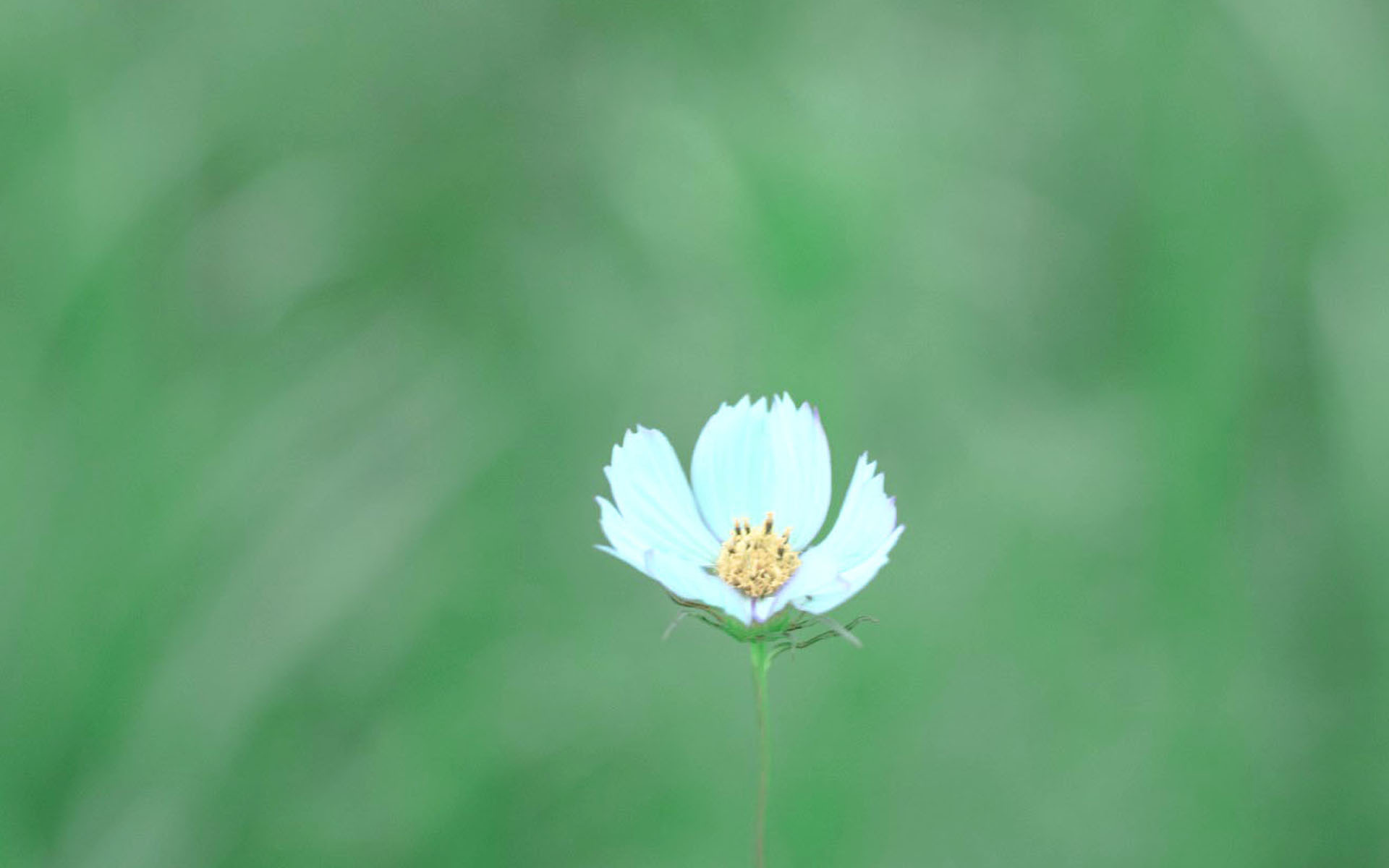 护眼壁纸  清新 唯美  花卉