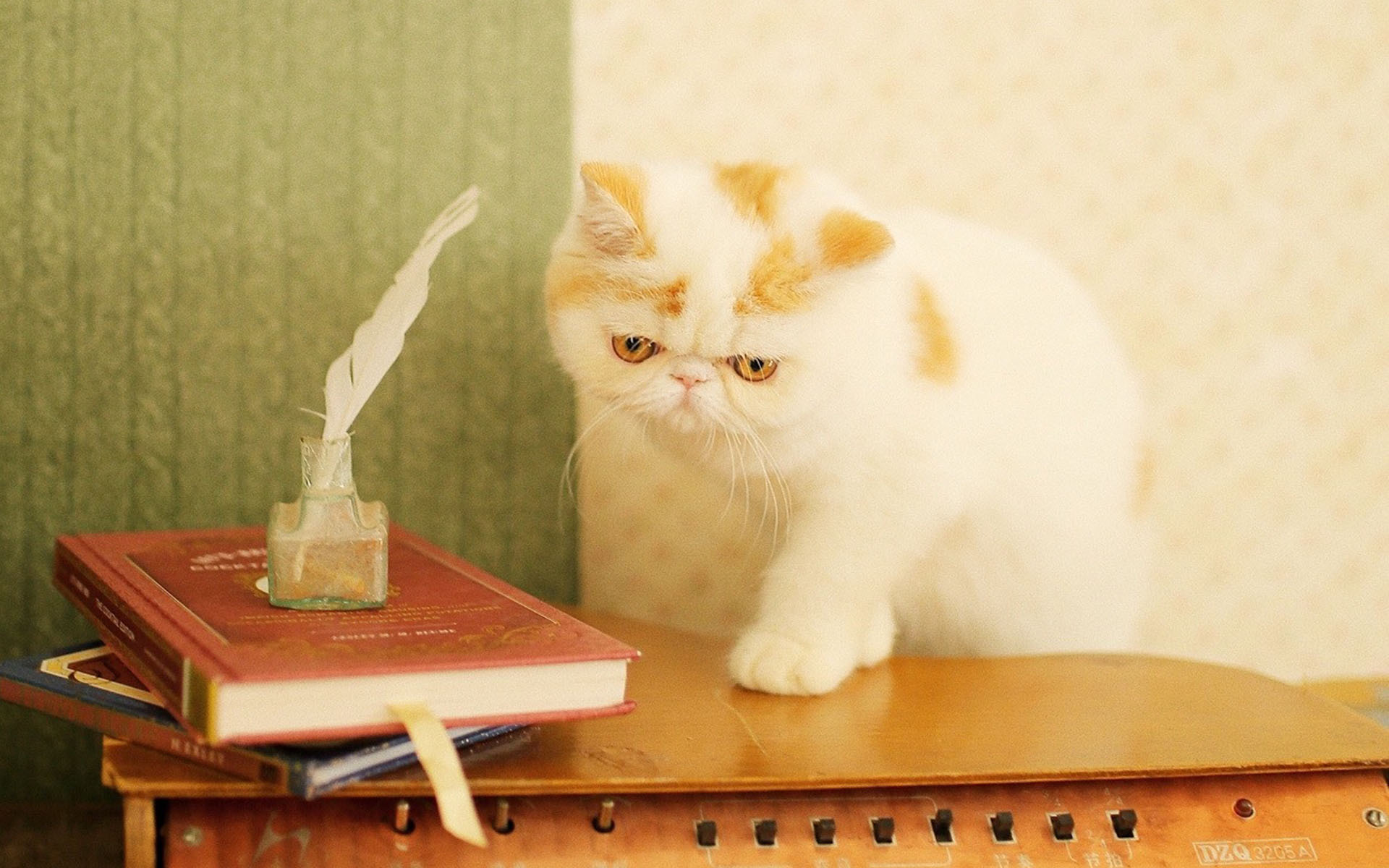 萌宠 动物 喵星人 猫