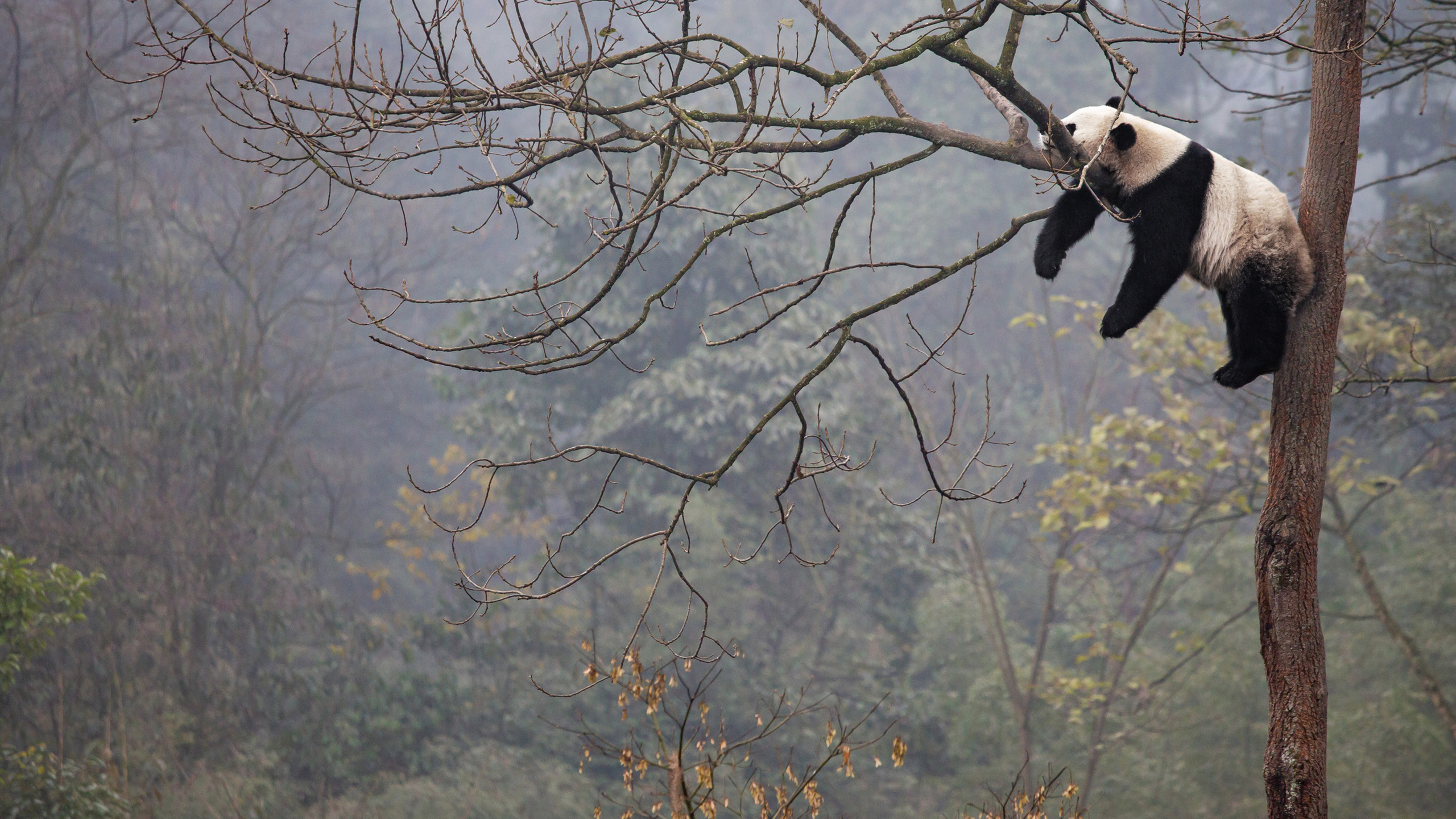古灵精怪 大熊猫