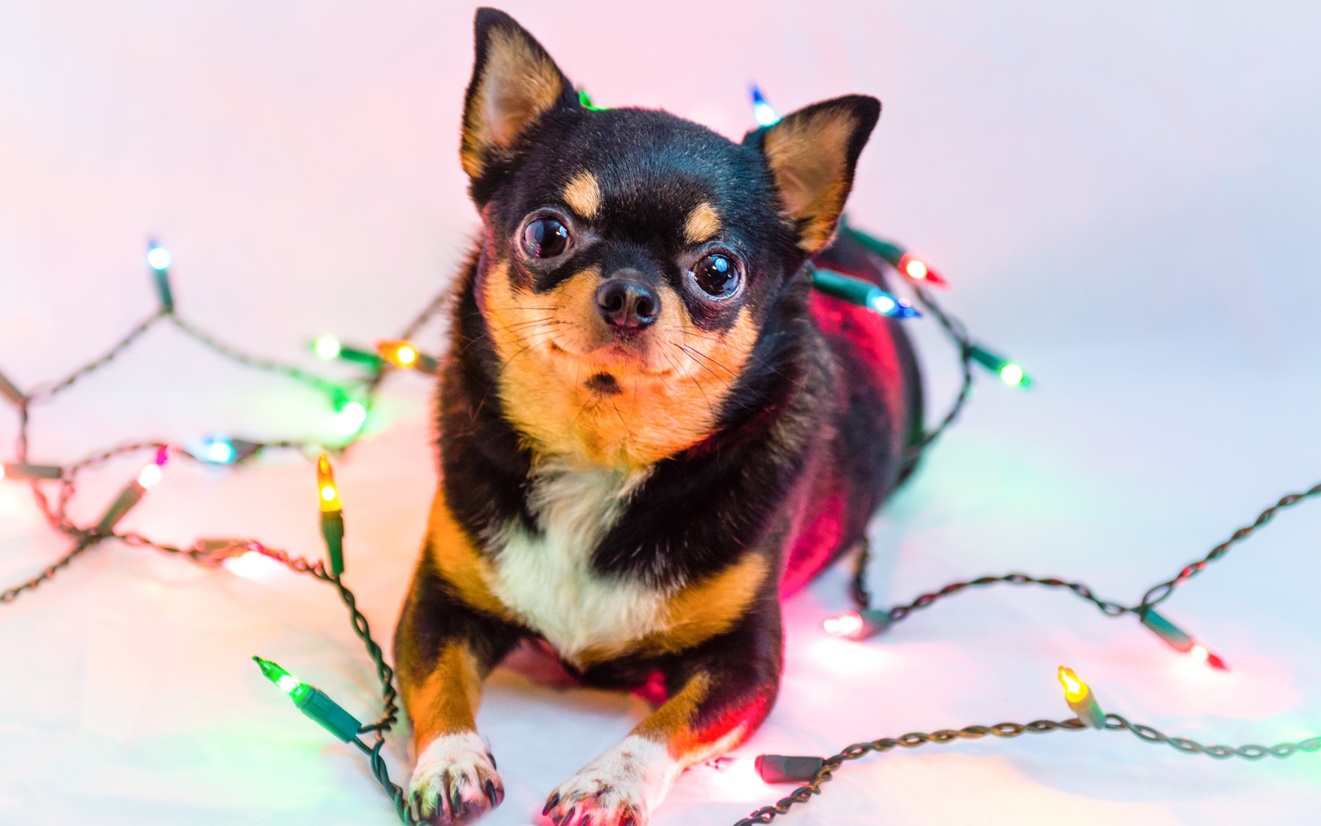 汪星人 狗 吉娃娃