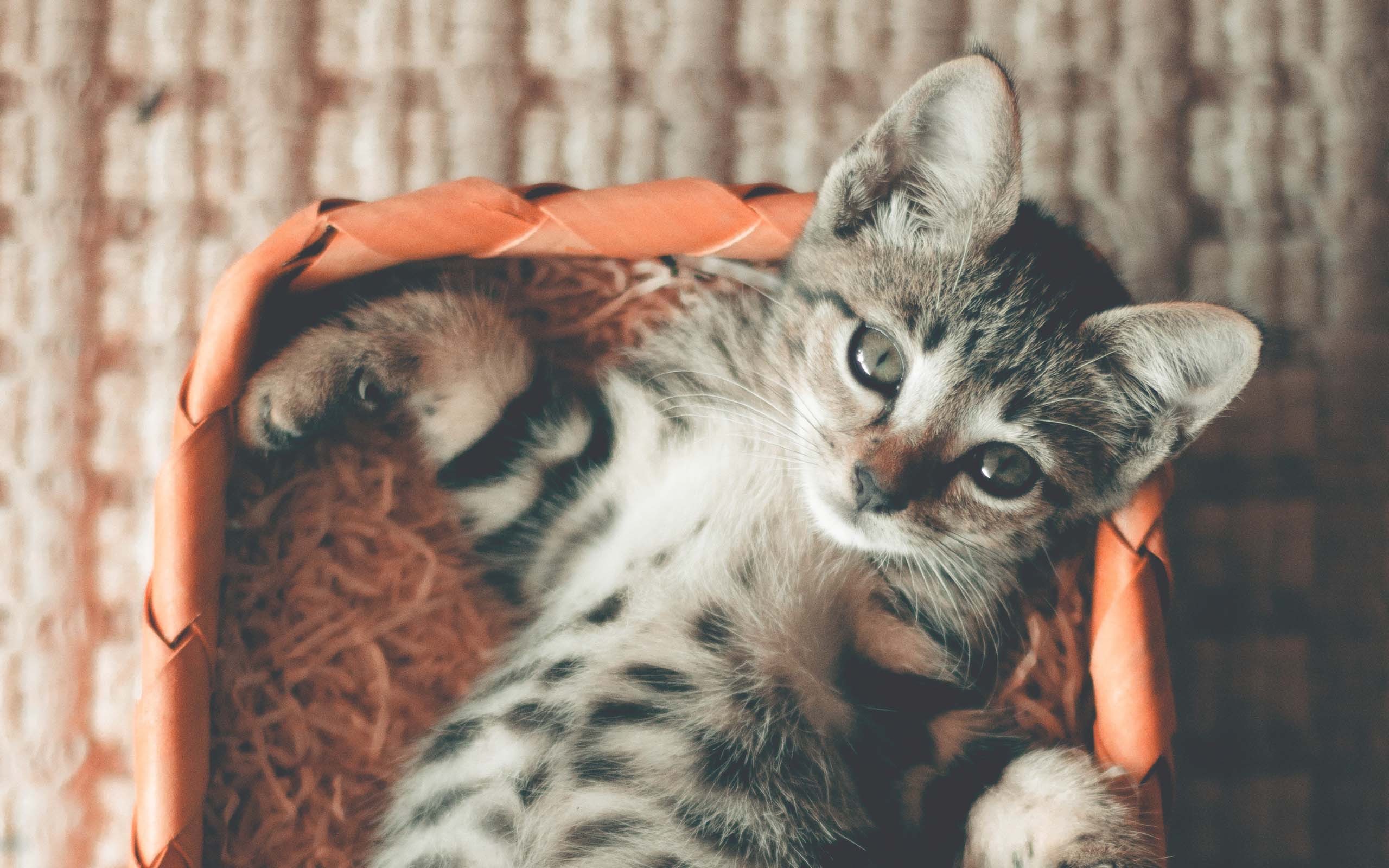 喵星人  萌宠小喵咪  呆萌