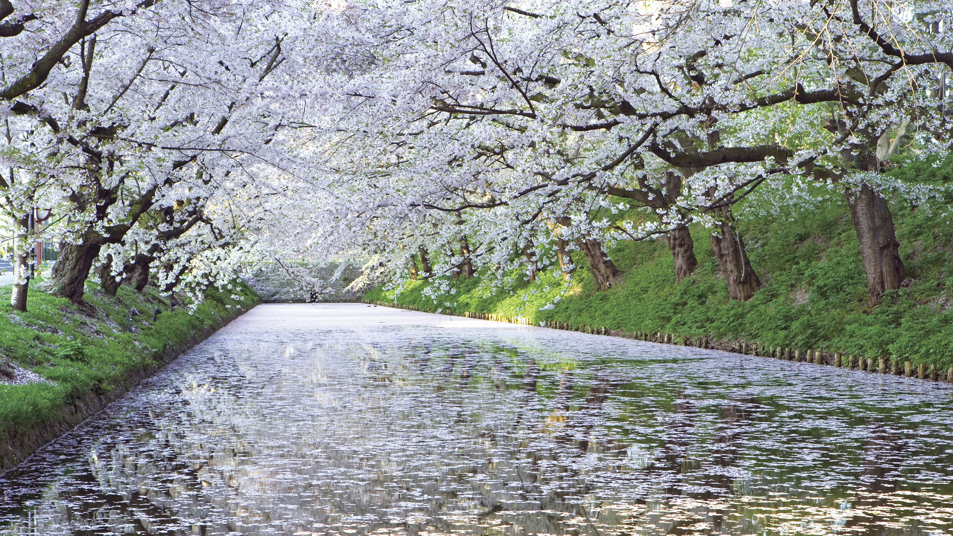 风景 春意盎然 樱花 河流