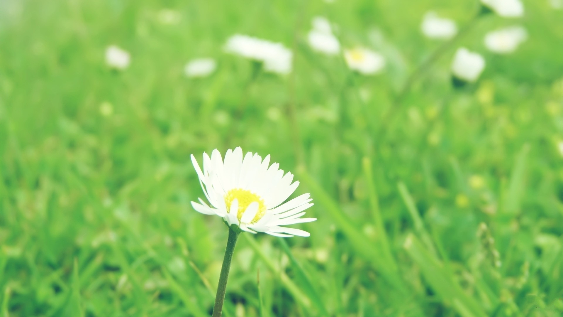 护眼壁纸 绿色 小野菊