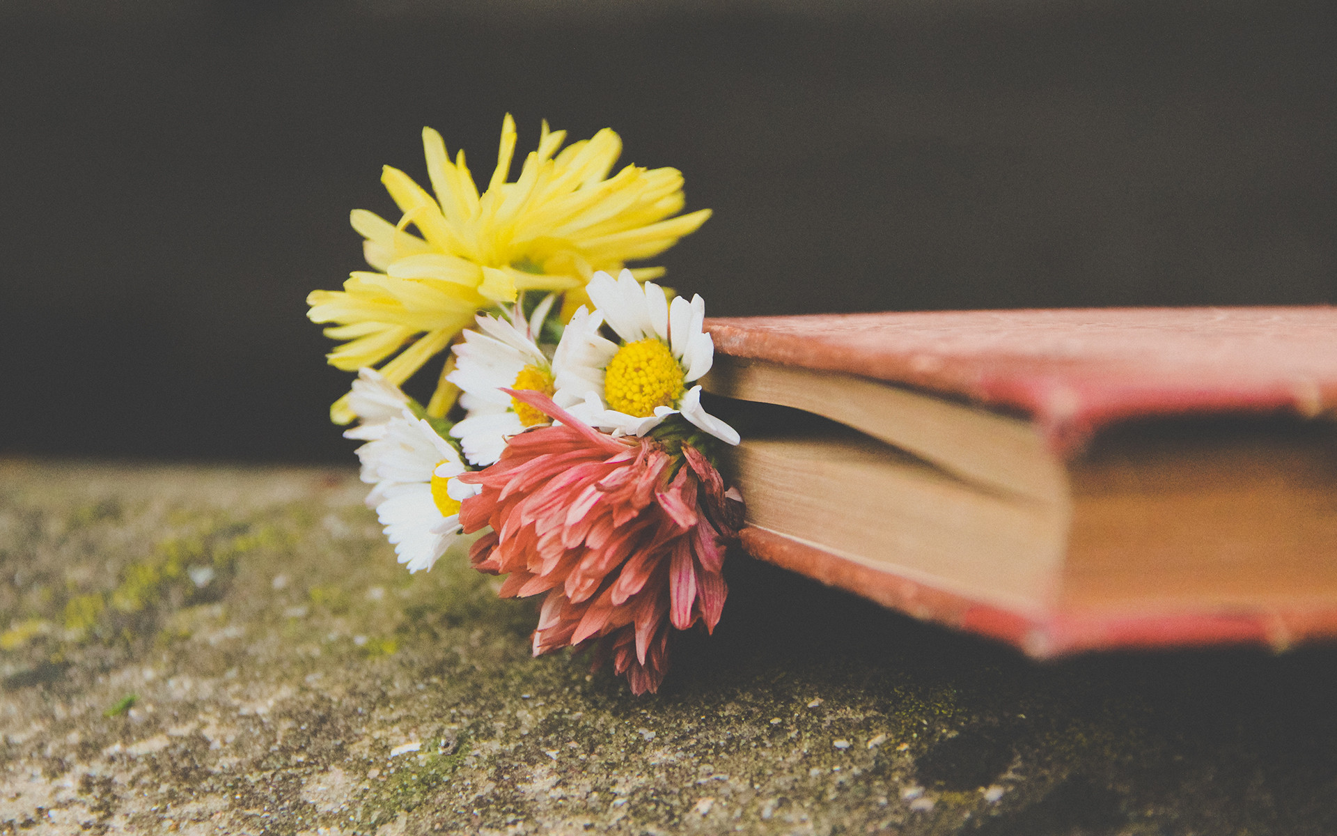 小清新 书本 小花 和谐美好 宽屏