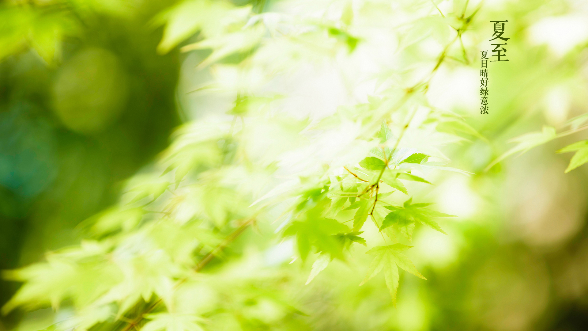 节气 二十四节气 夏至 中国 绿植