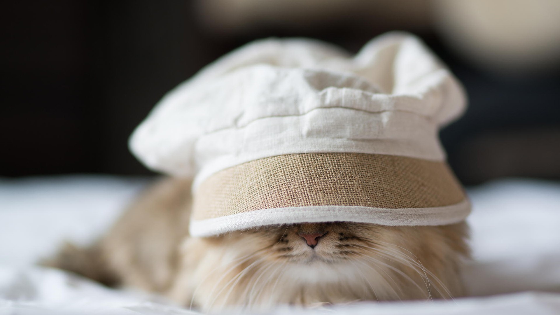 动物 萌宠 猫 喵星人