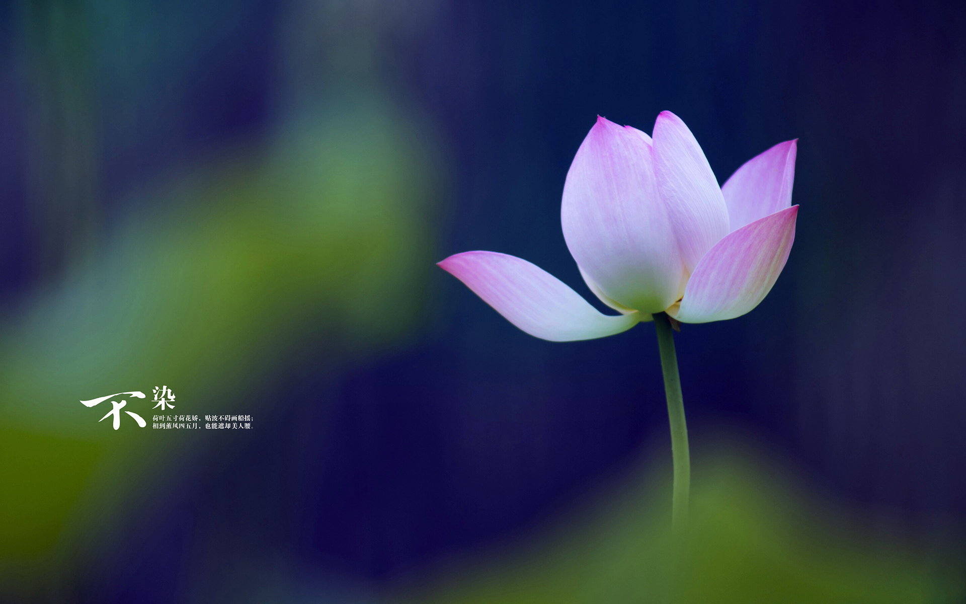 小清新 清新淡雅 荷花