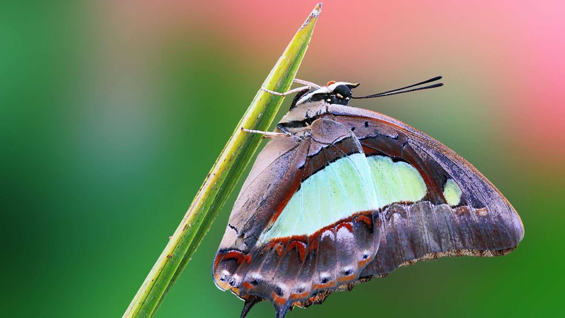 动物 昆虫 蝴蝶