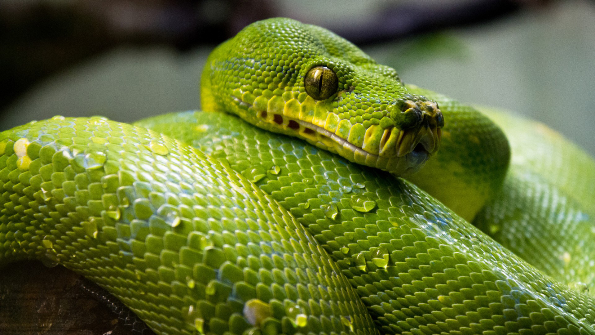 野生动物 蛇 青蛇