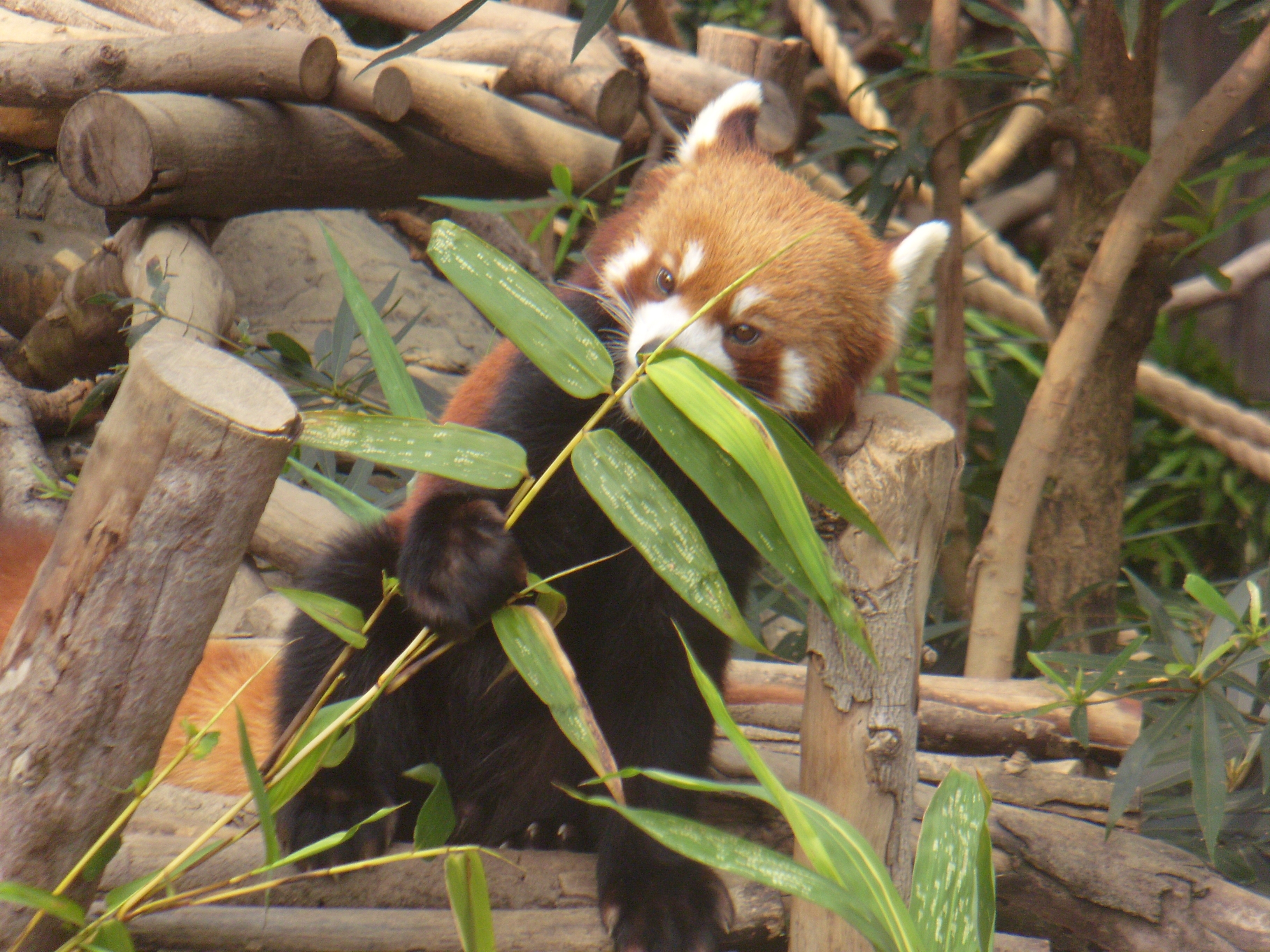 动物 小浣熊 可爱