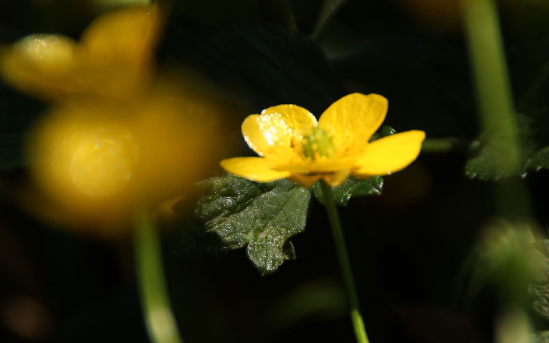 护眼壁纸  可爱黄色小花  植物
