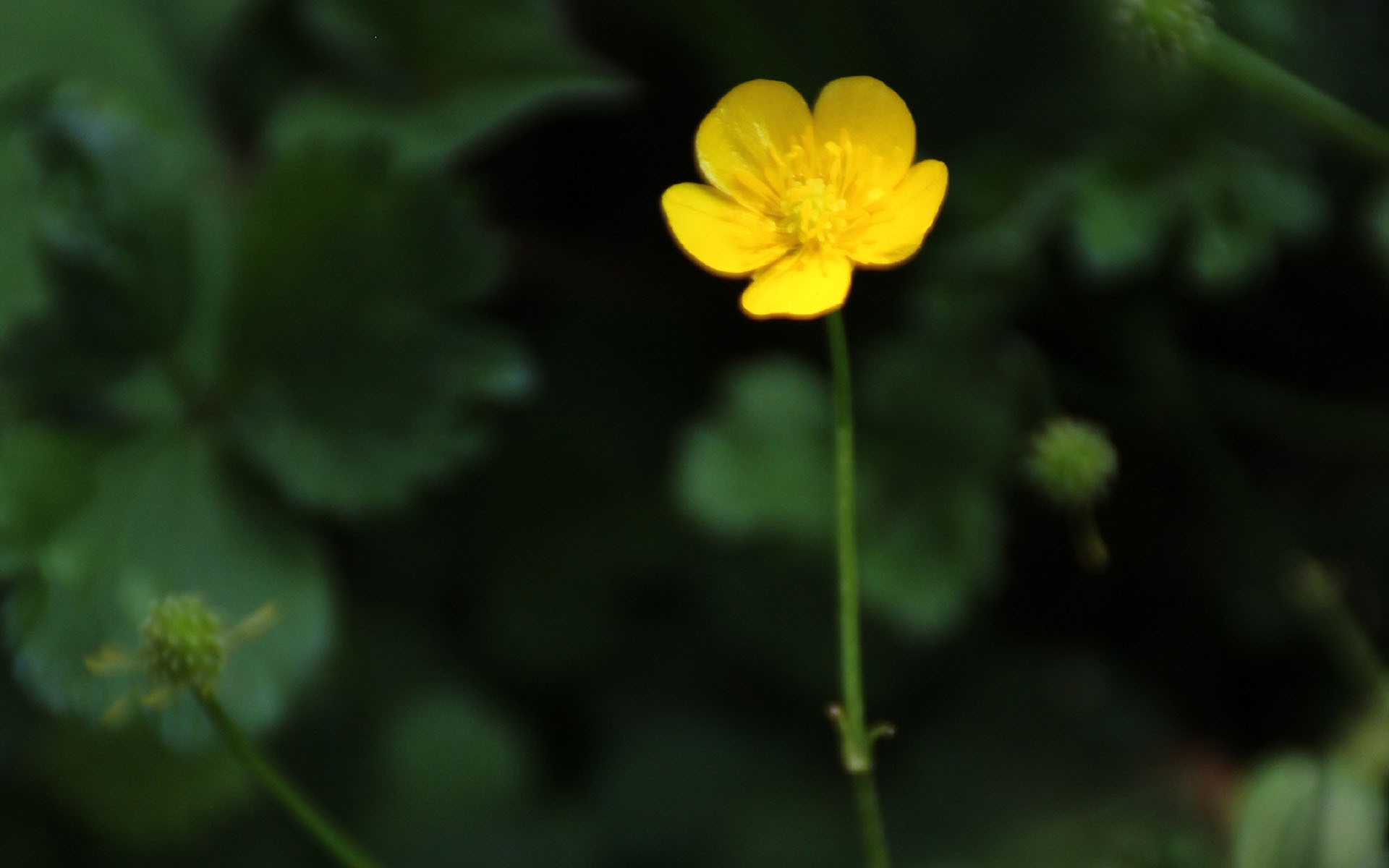 护眼壁纸  可爱黄色小花  植物