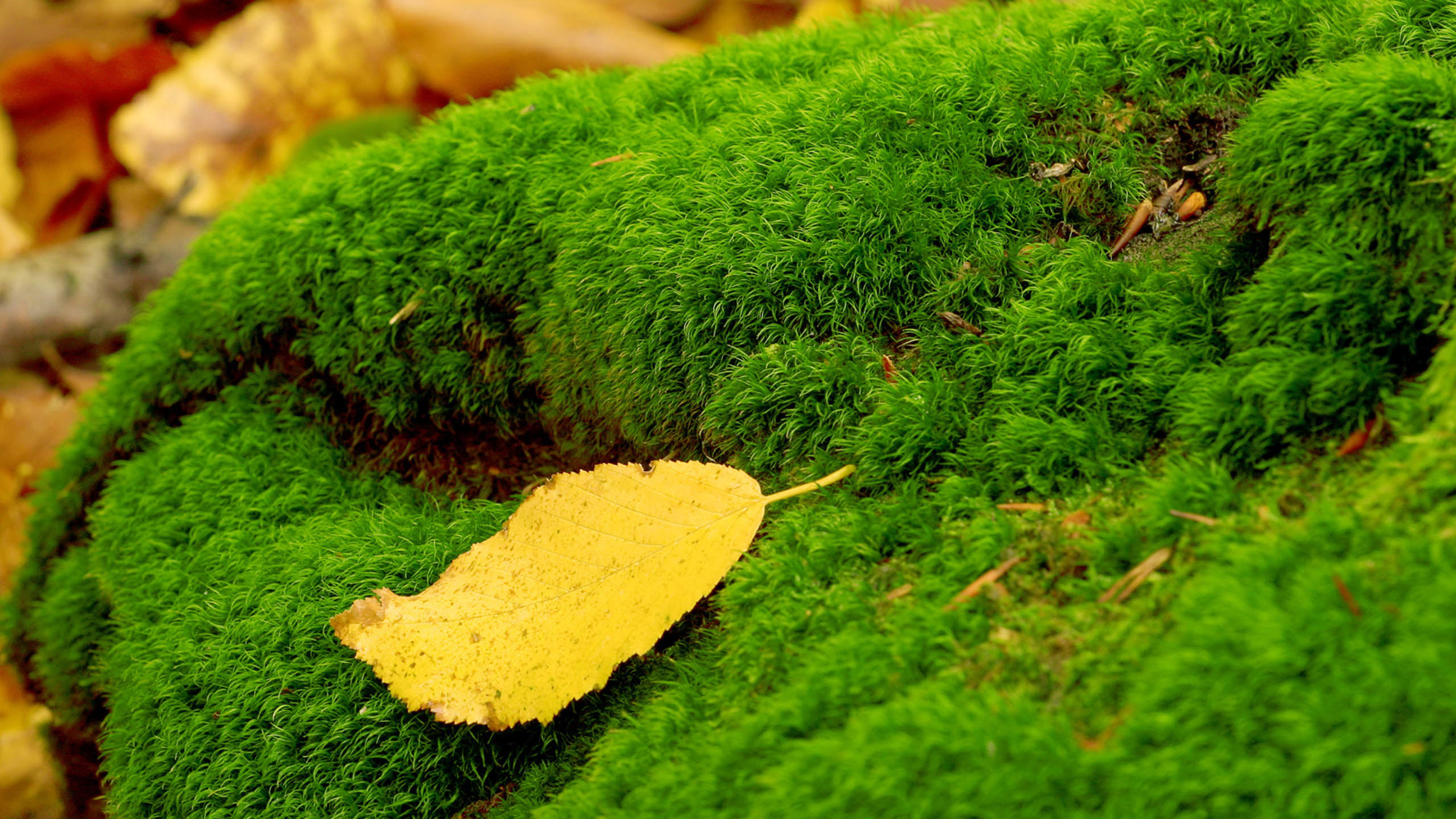 绿色植被 黄色树叶