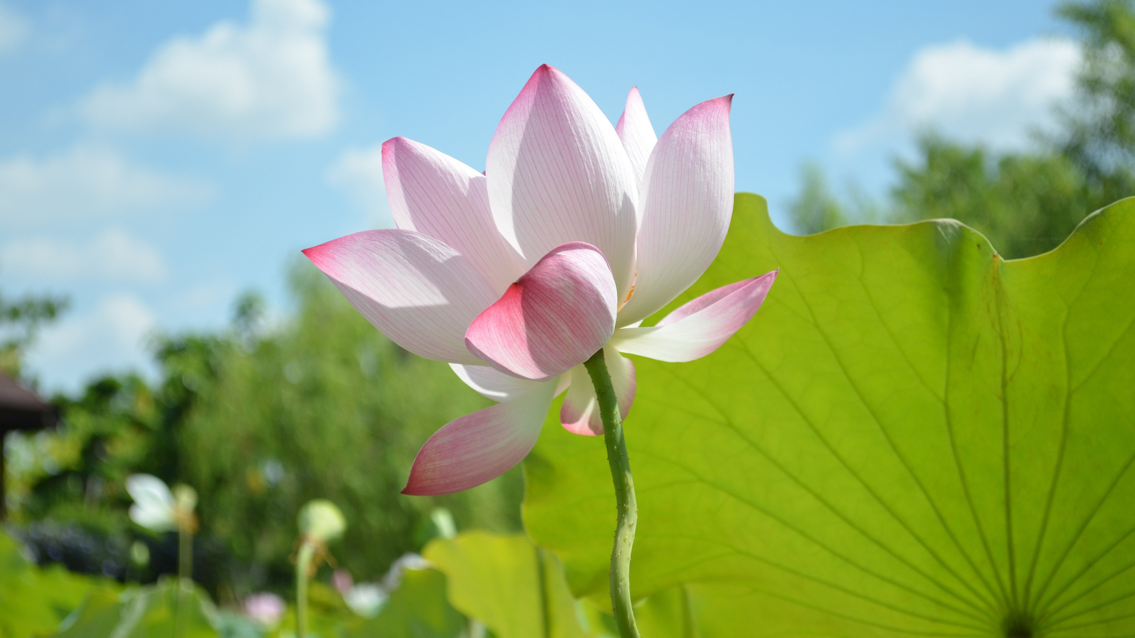 4K 花朵 植物 荷花