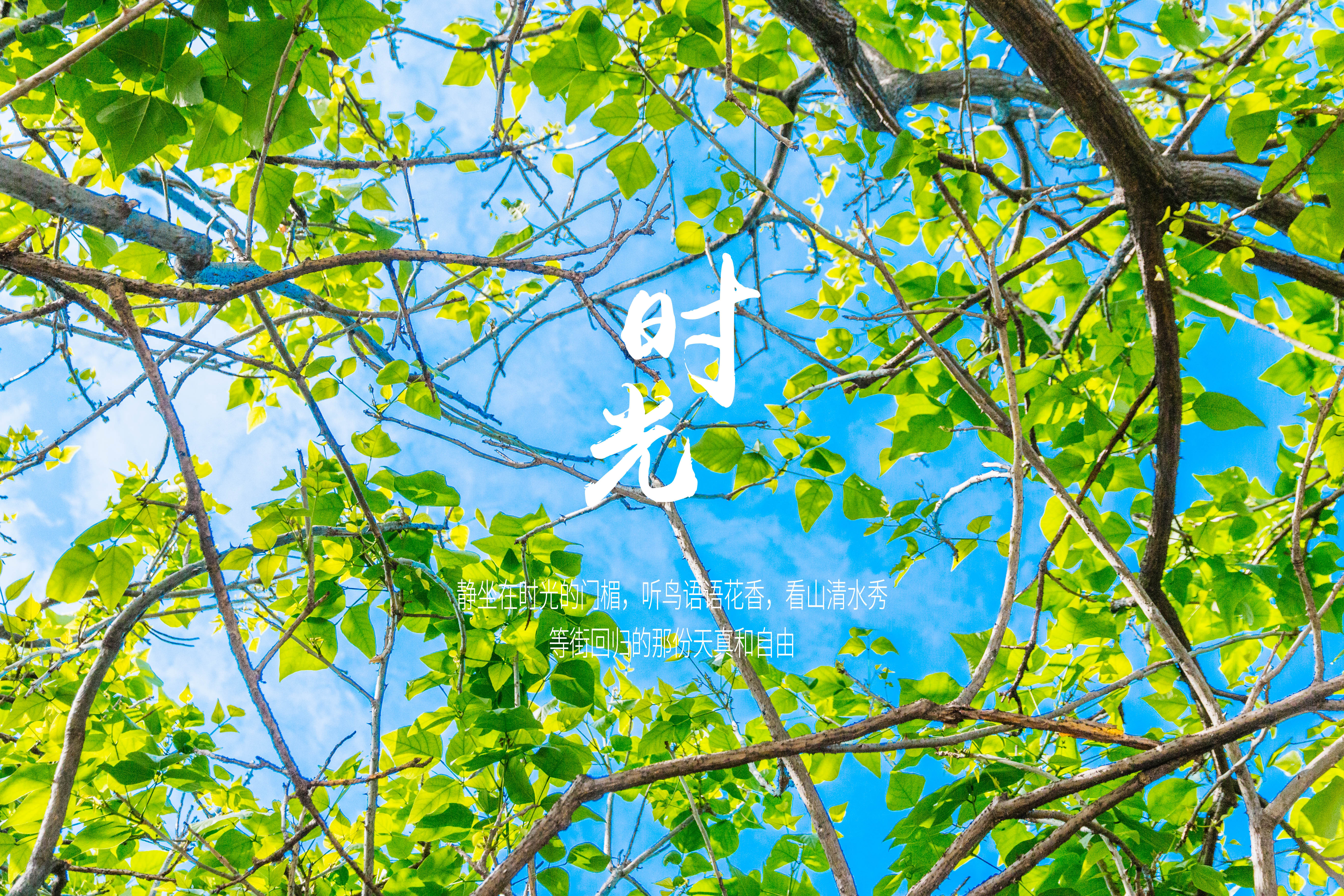 绿色 文字控 时光 美景 大鱼