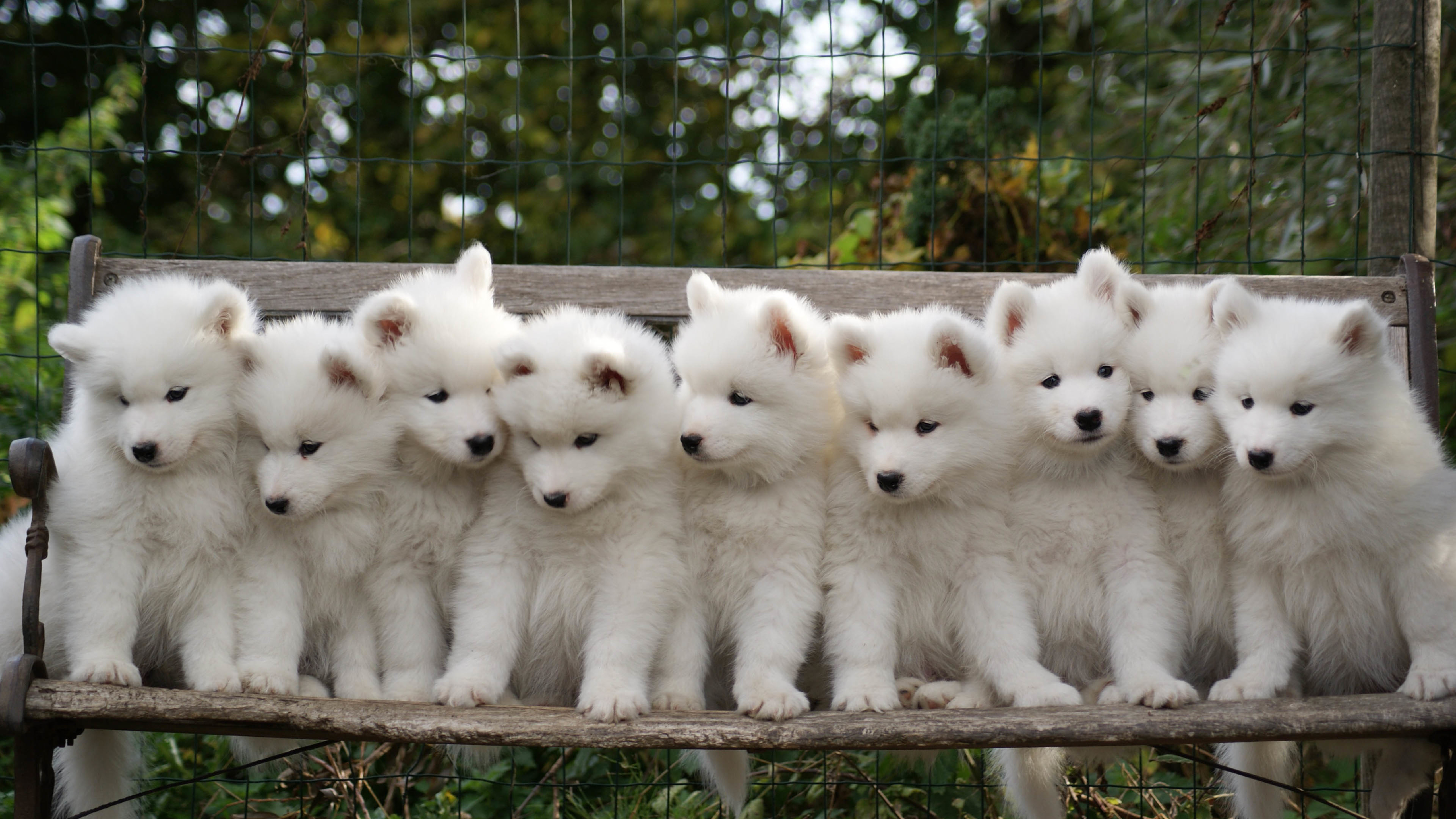 可爱 小狗 幼犬