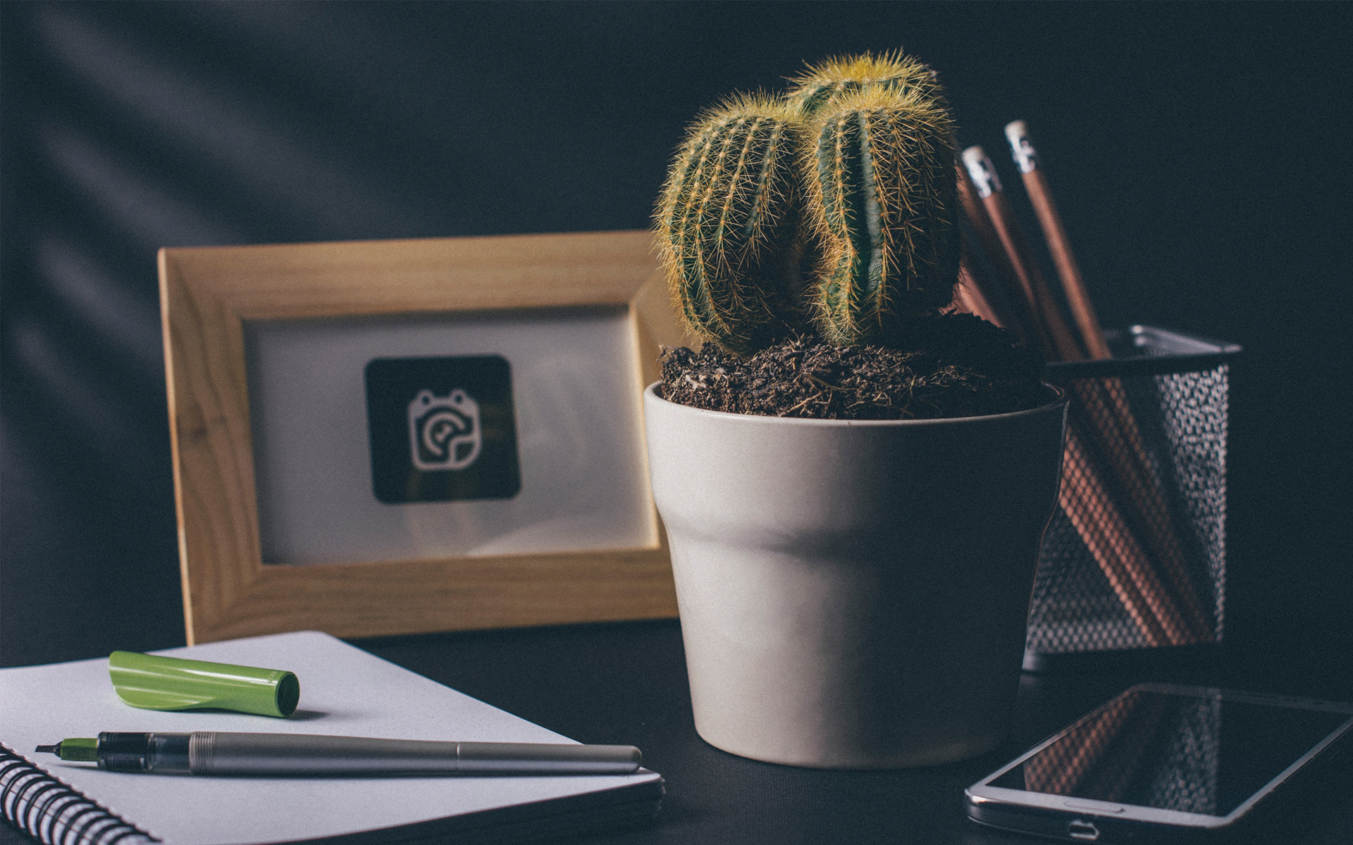 静物写真  仙人掌 桌面 简洁