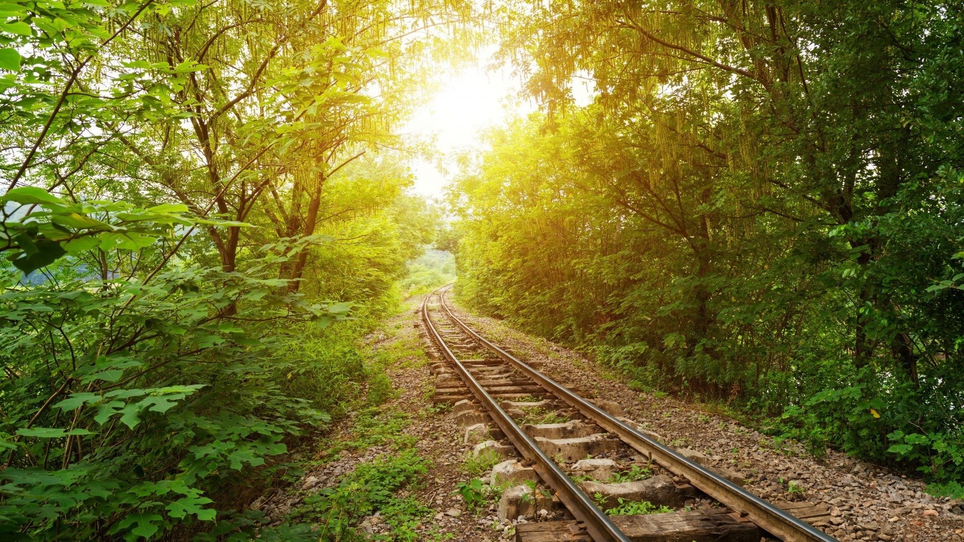 风景 铁路 森林