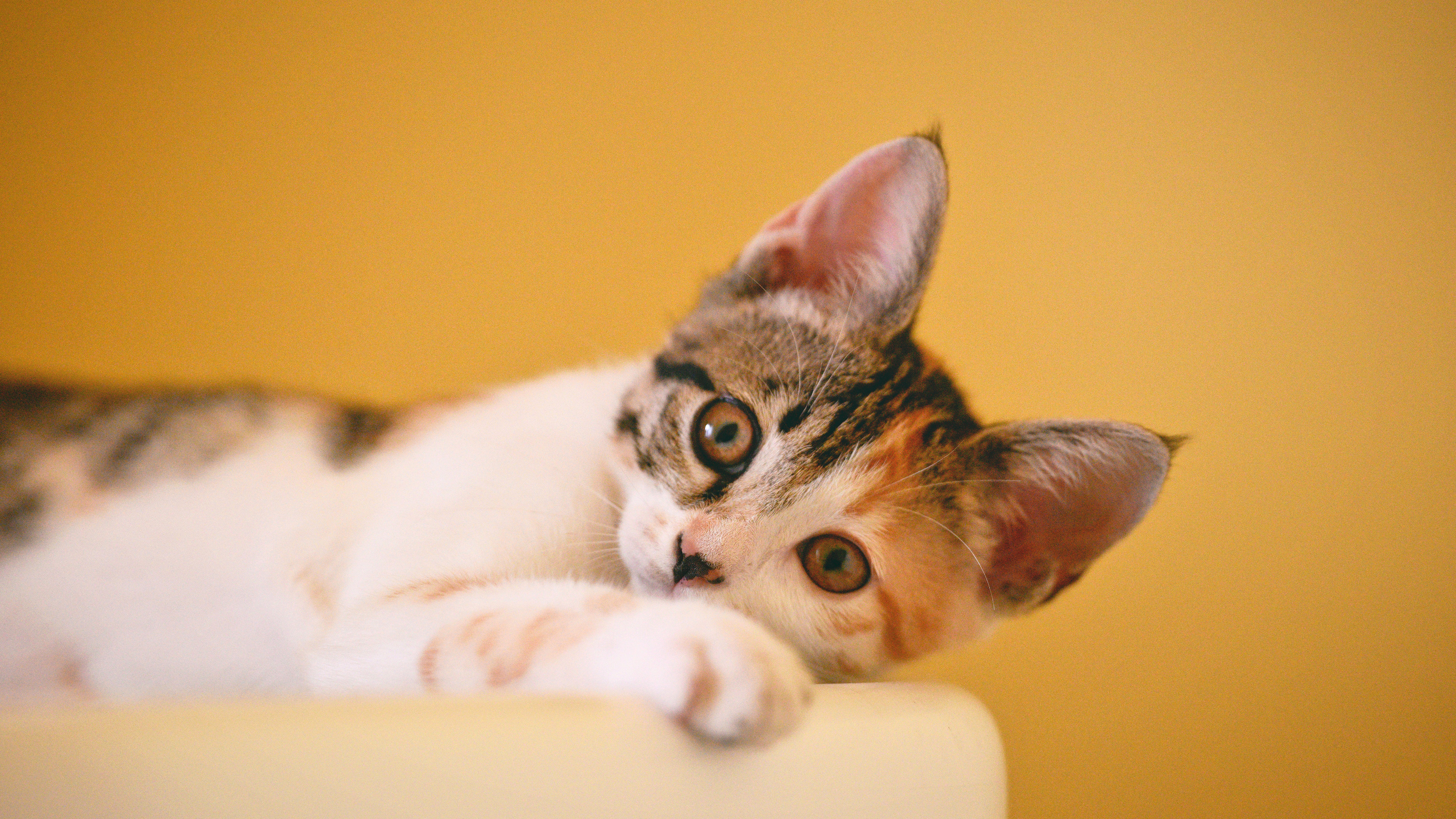 喵星人 花猫 可爱