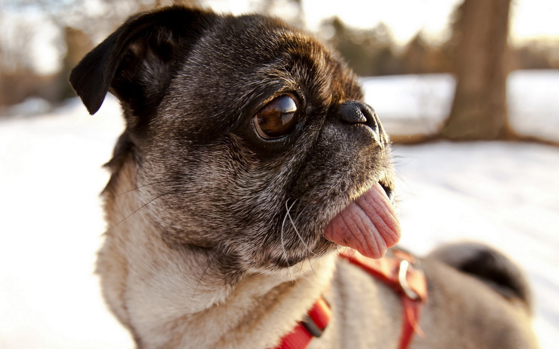 萌宠 动物 汪星人 狗 巴哥犬