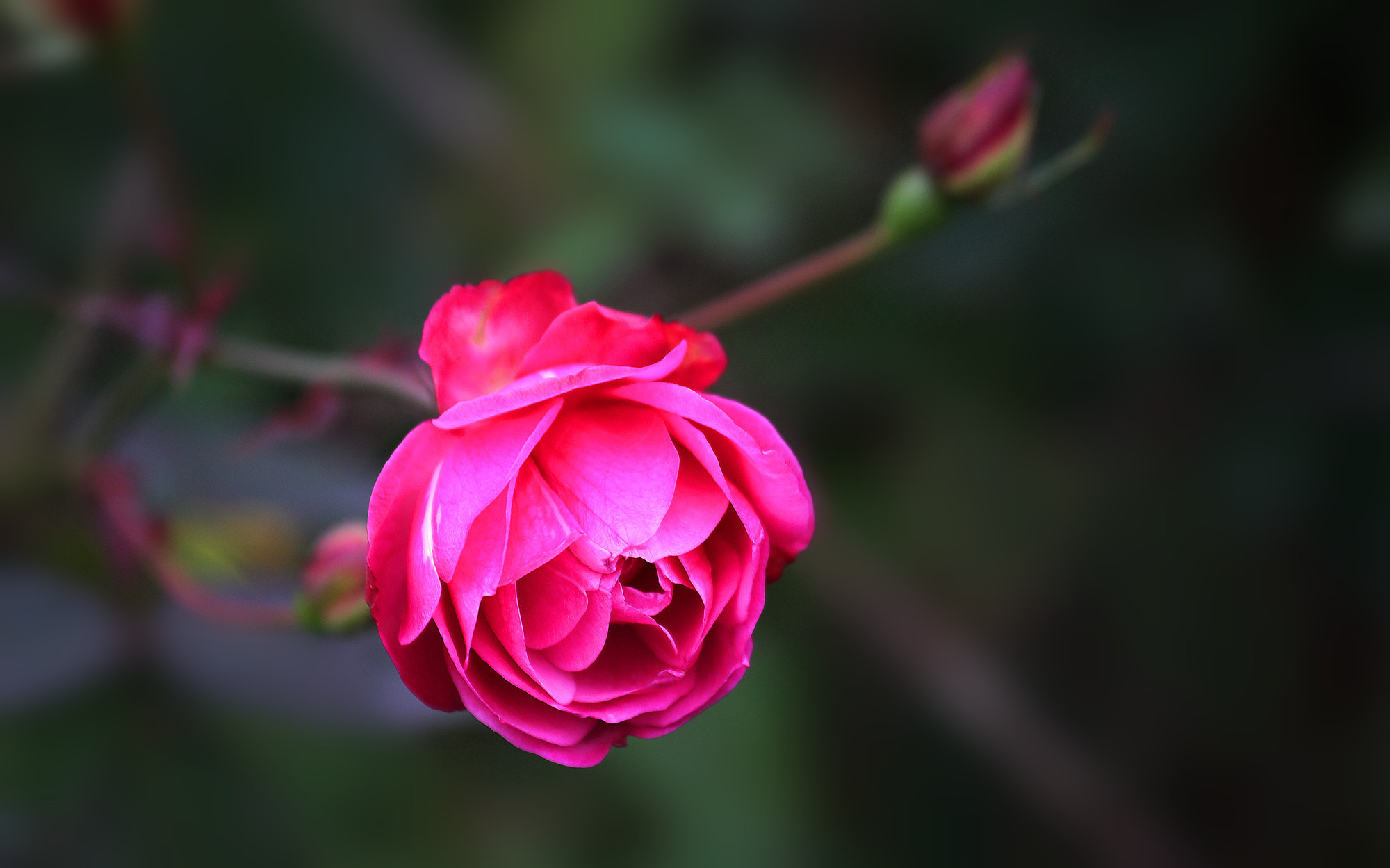 娇艳欲滴 植物 月季 红色
