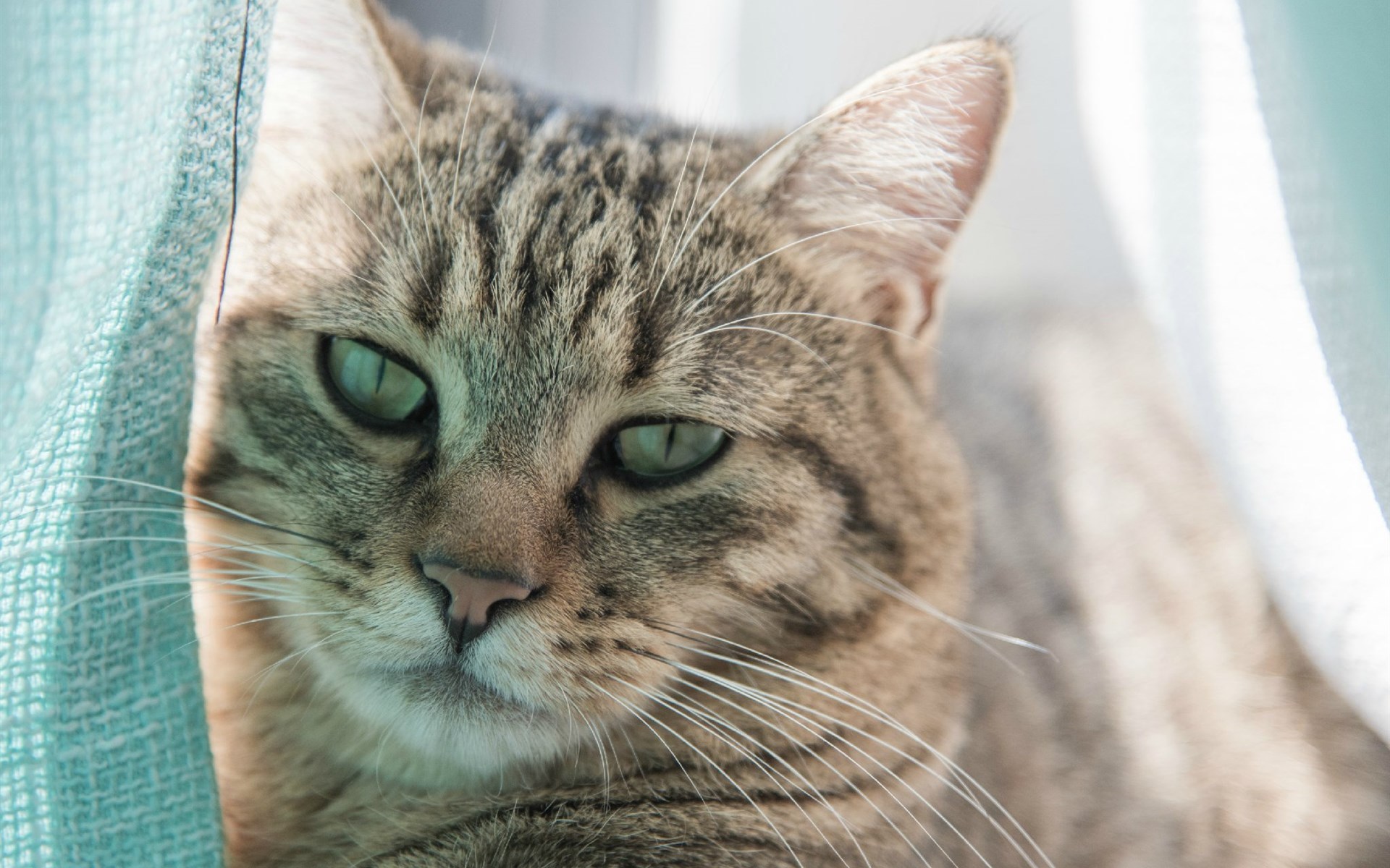 萌宠 动物 喵星人 猫