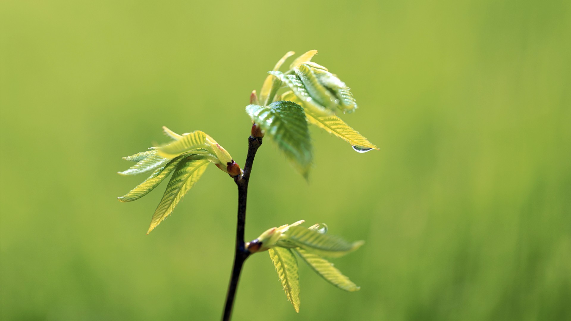 小清新 护眼壁纸 绿色