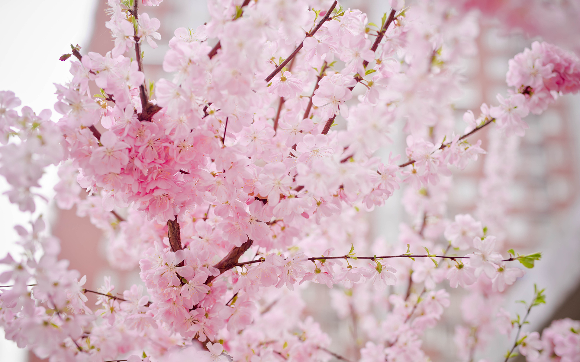 小清新 鸟语花香 桃花 樱花
